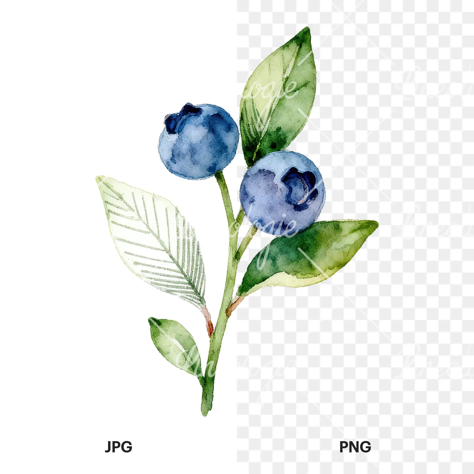 Watercolor blueberry sprig with veined leaves clipart 5 of 9, as a JPG on white and a transparent PNG