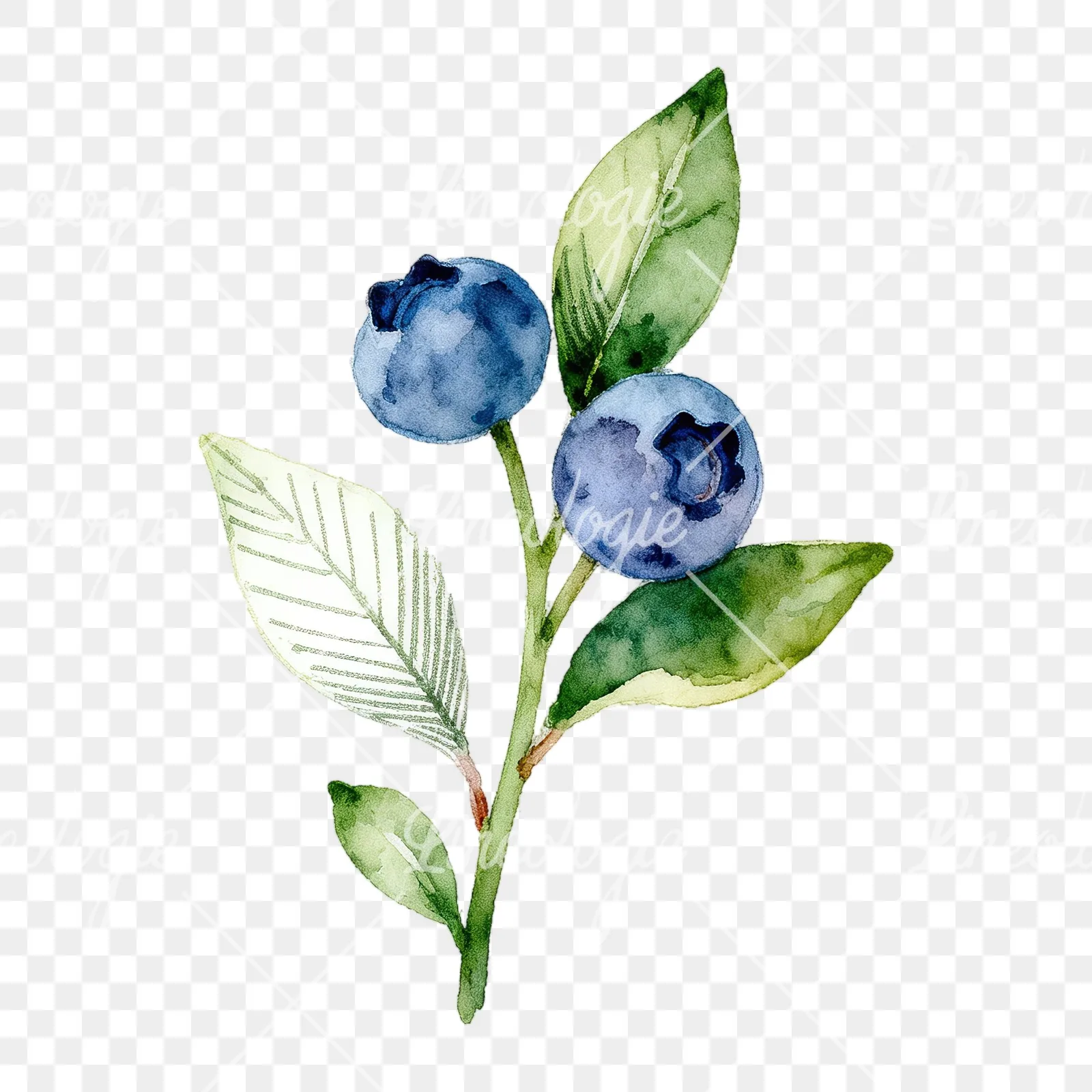 Watercolor blueberry sprig with veined leaves clipart 5 of 9 on a transparent background (PNG)