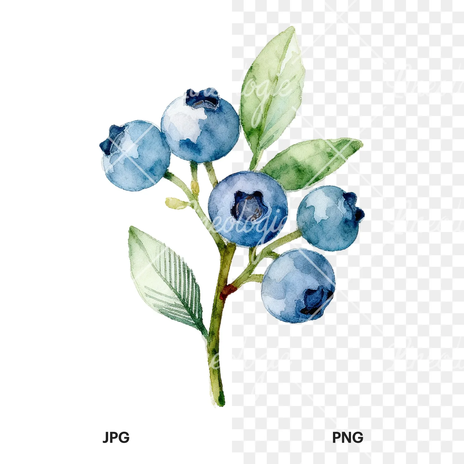 Watercolor blueberry sprig with veined leaves clipart 6 of 9, as a JPG on white and a transparent PNG