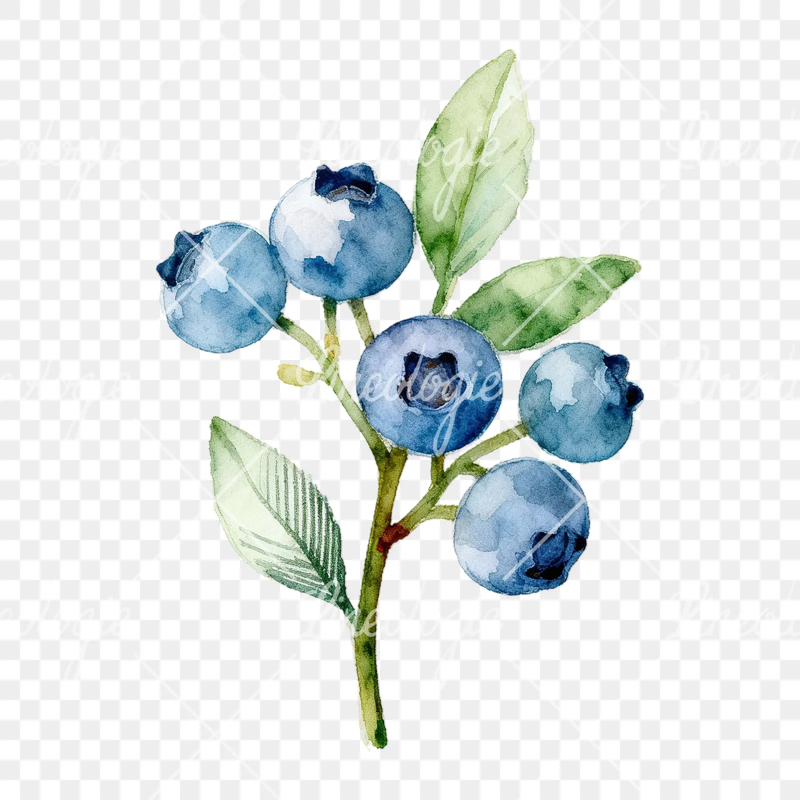 Watercolor blueberry sprig with veined leaves clipart 6 of 9 on a transparent background (PNG)