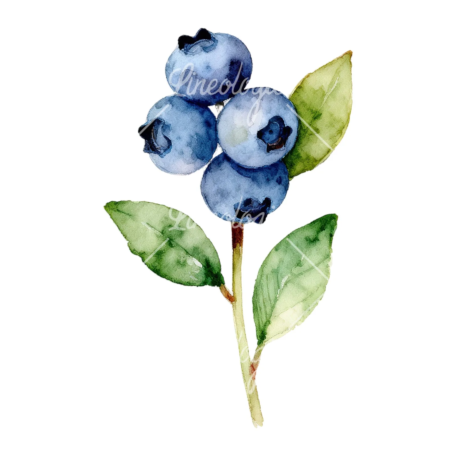 Watercolor blueberry sprig with veined leaves clipart 7 of 9 on a white background (JPG)