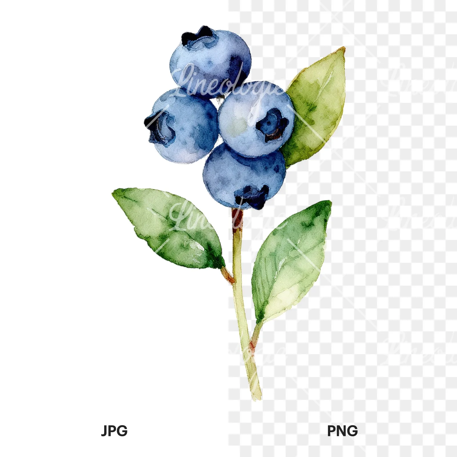 Watercolor blueberry sprig with veined leaves clipart 7 of 9, as a JPG on white and a transparent PNG