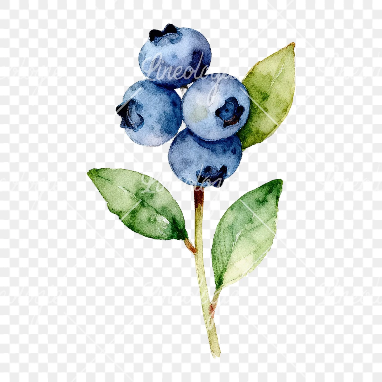 Watercolor blueberry sprig with veined leaves clipart 7 of 9 on a transparent background (PNG)