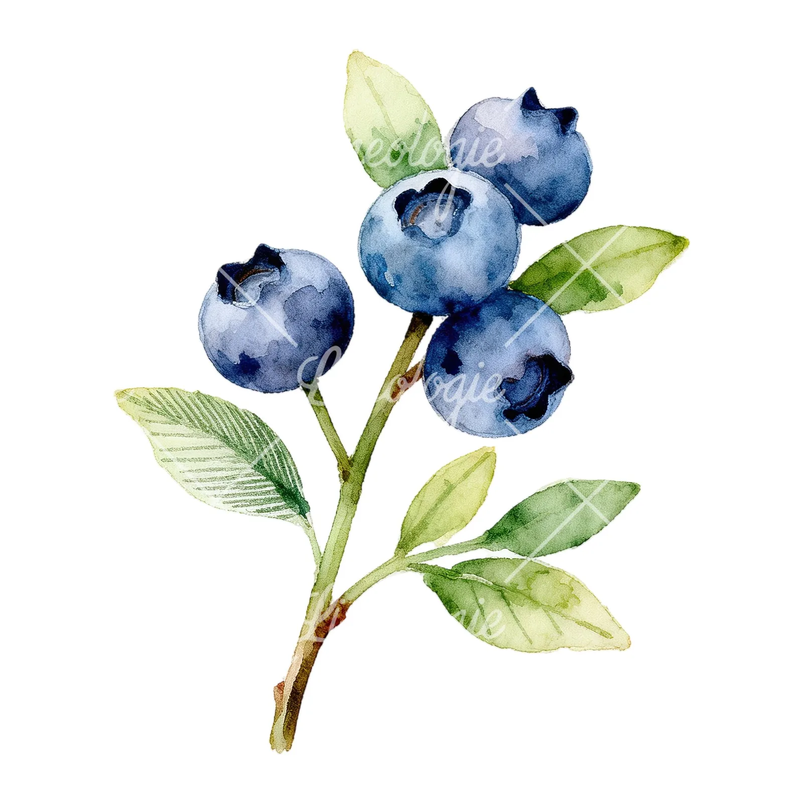 Watercolor blueberry sprig with veined leaves clipart 8 of 9 on a white background (JPG)
