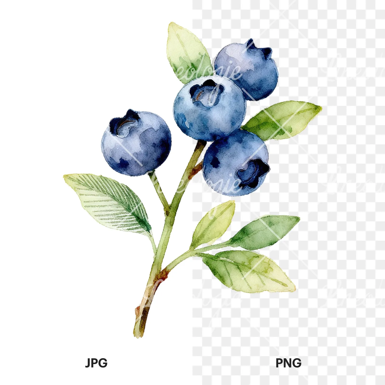 Watercolor blueberry sprig with veined leaves clipart 8 of 9, as a JPG on white and a transparent PNG