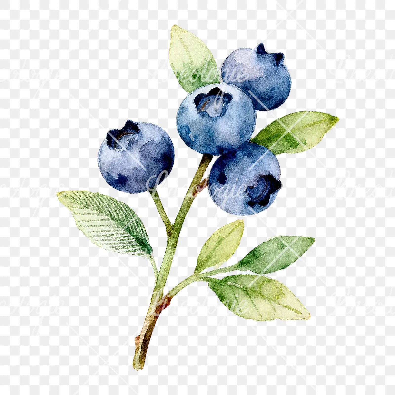 Watercolor blueberry sprig with veined leaves clipart 8 of 9 on a transparent background (PNG)