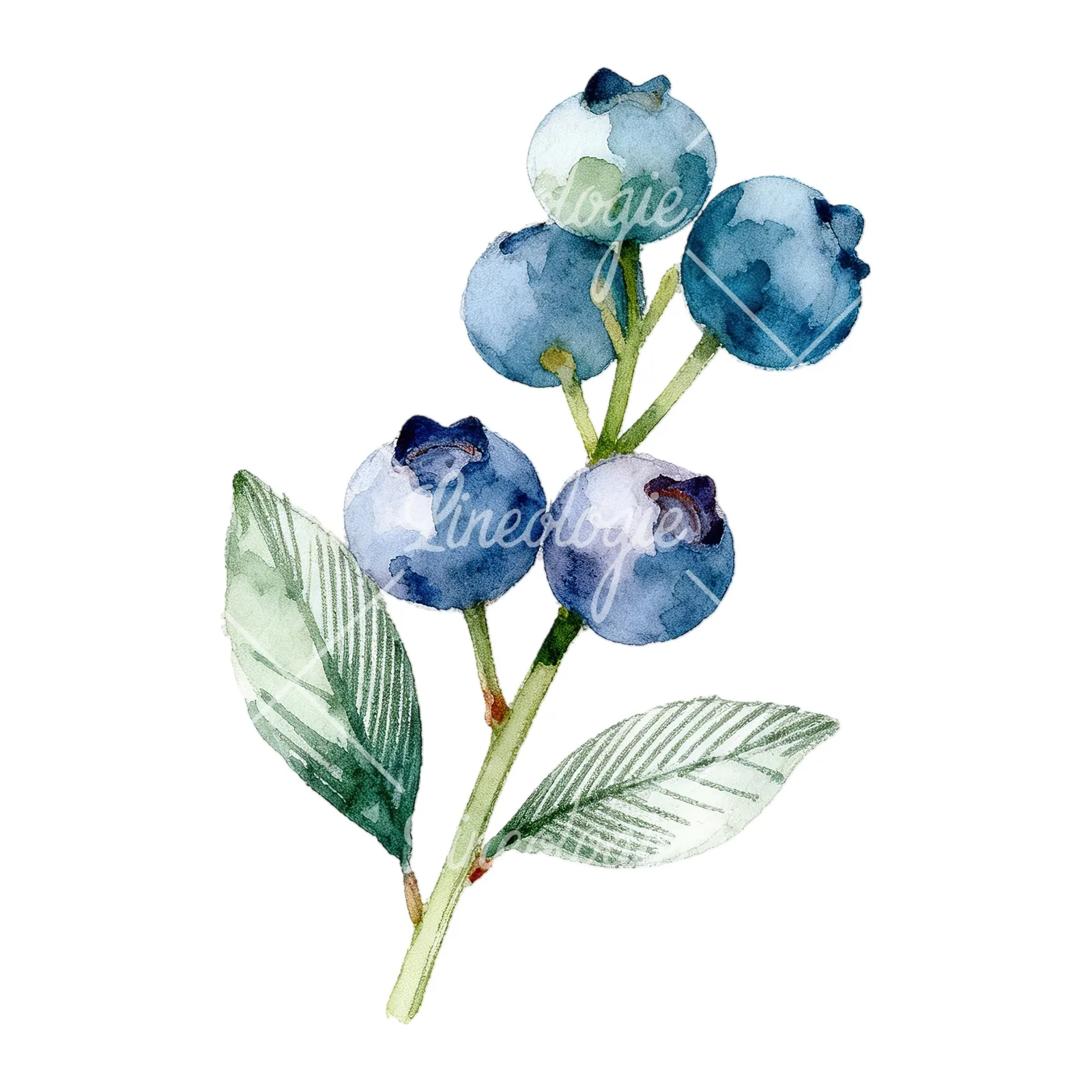 Watercolor blueberry sprig with veined leaves clipart 9 of 9 on a white background (JPG)