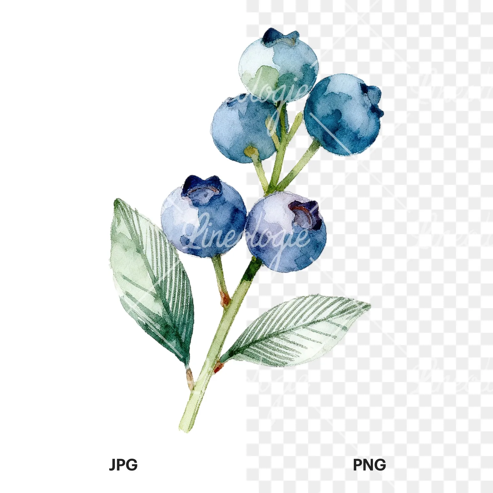 Watercolor blueberry sprig with veined leaves clipart 9 of 9, as a JPG on white and a transparent PNG