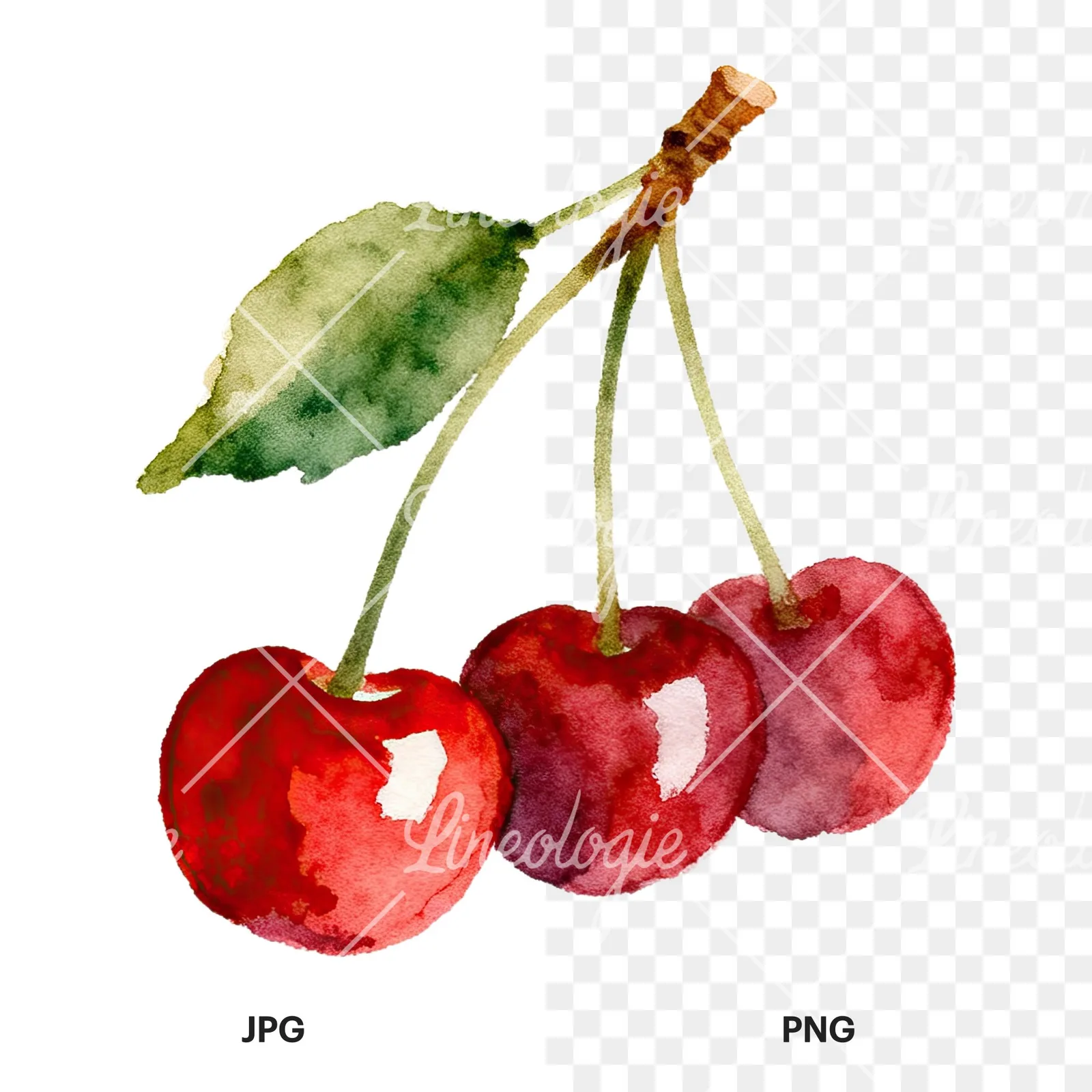 Watercolor cherry branch clipart 1 of 9, as a JPG on white and a transparent PNG