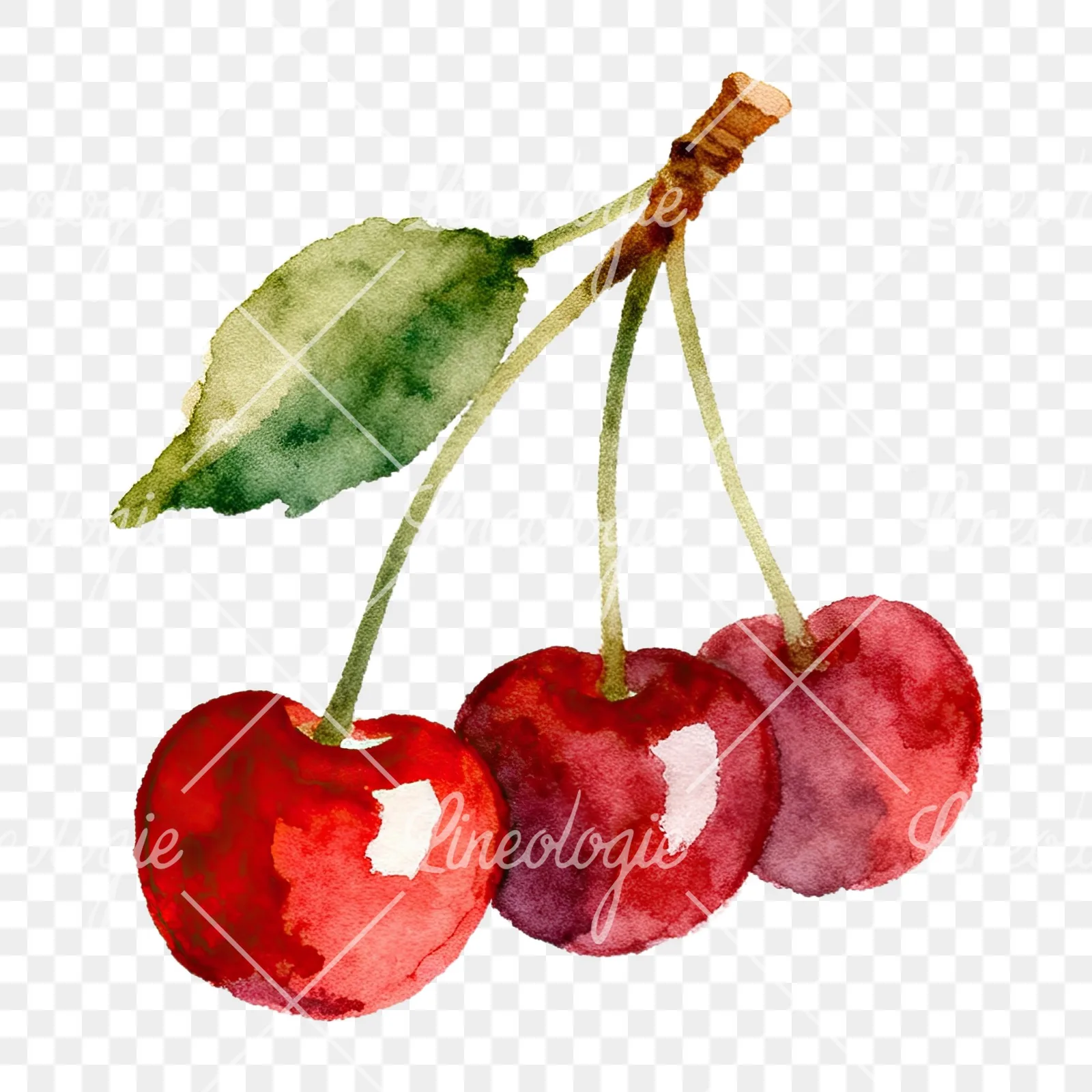 Watercolor cherry branch clipart 1 of 9 on a transparent background (PNG)