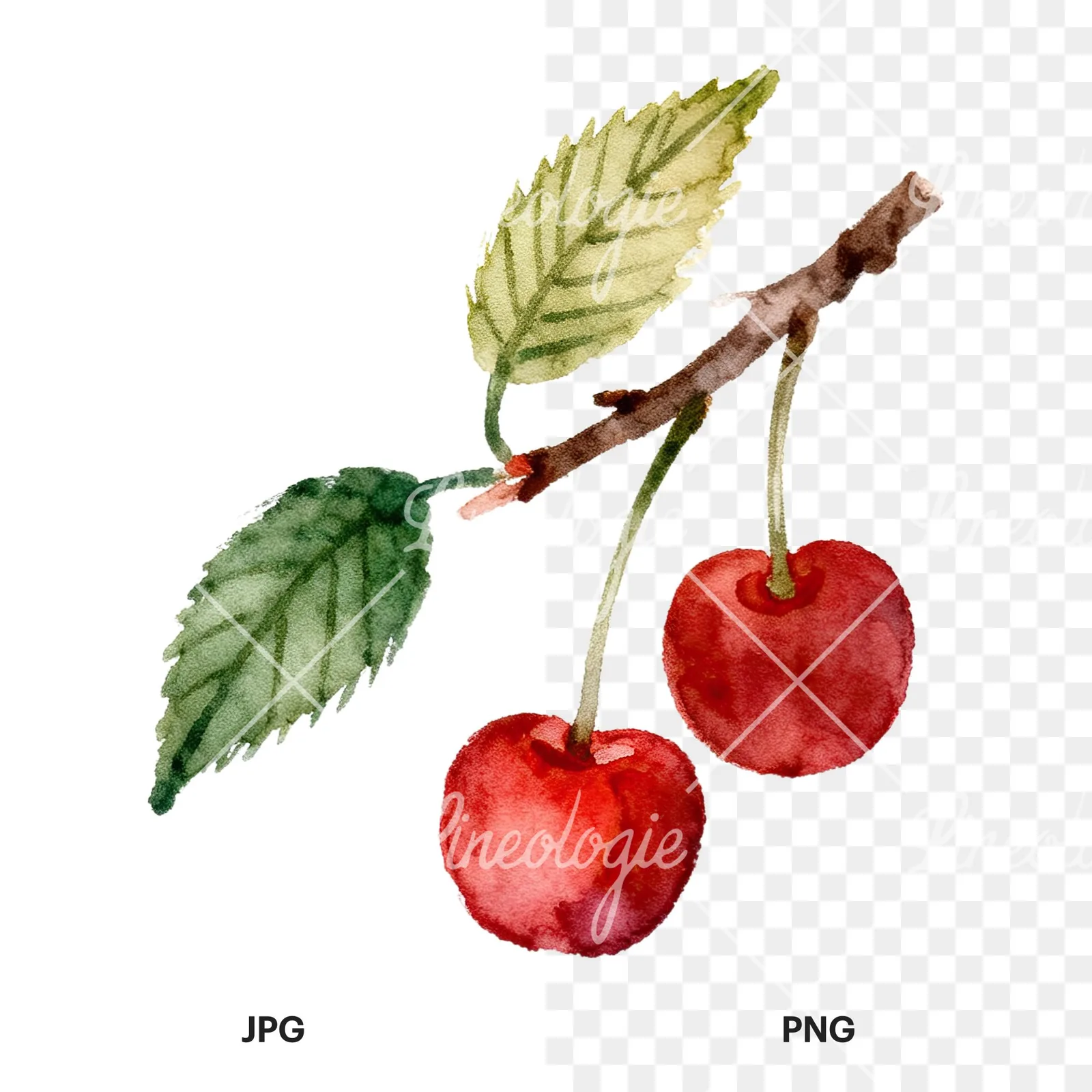 Watercolor cherry branch clipart 2 of 9, as a JPG on white and a transparent PNG