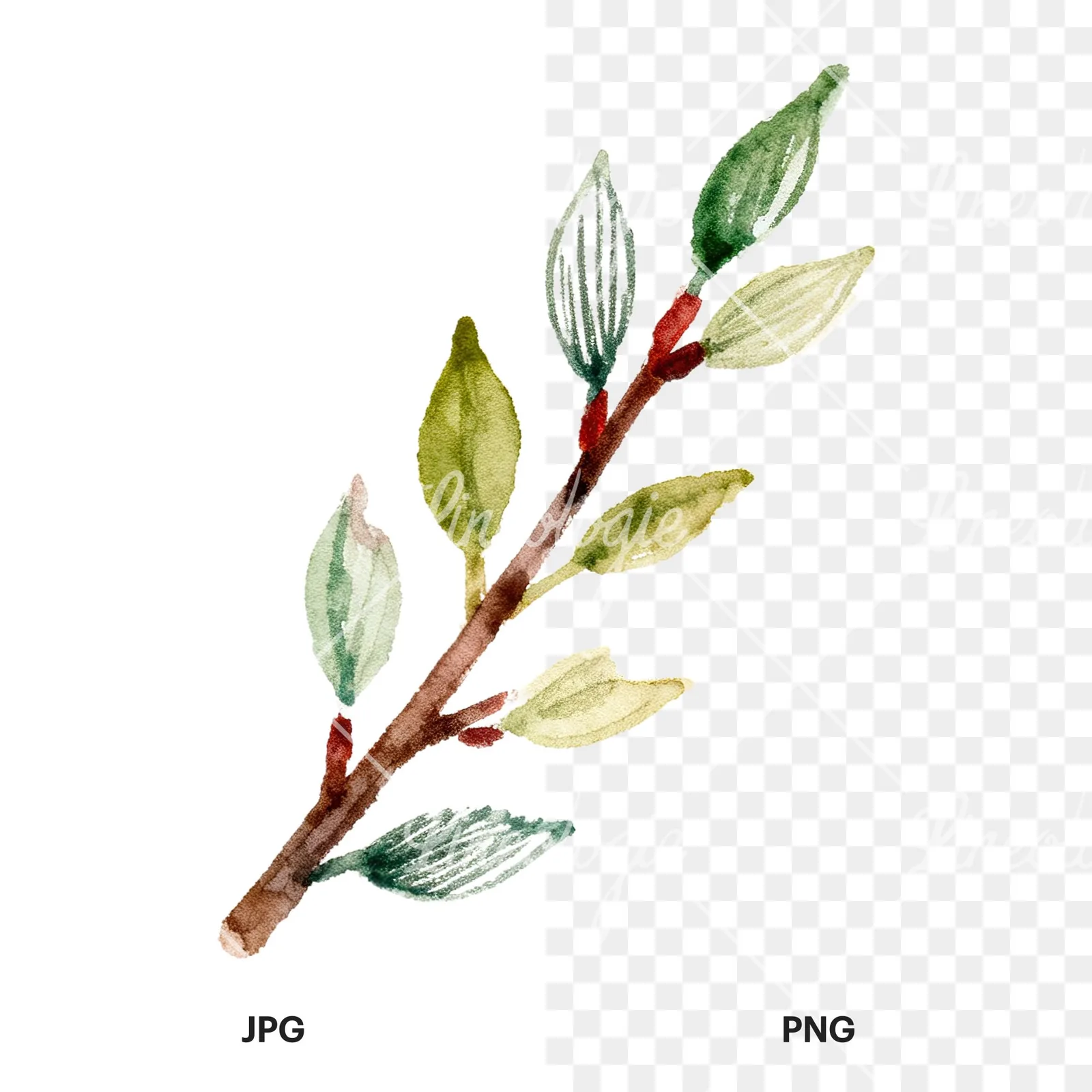 Watercolor cherry branch clipart 3 of 9, as a JPG on white and a transparent PNG