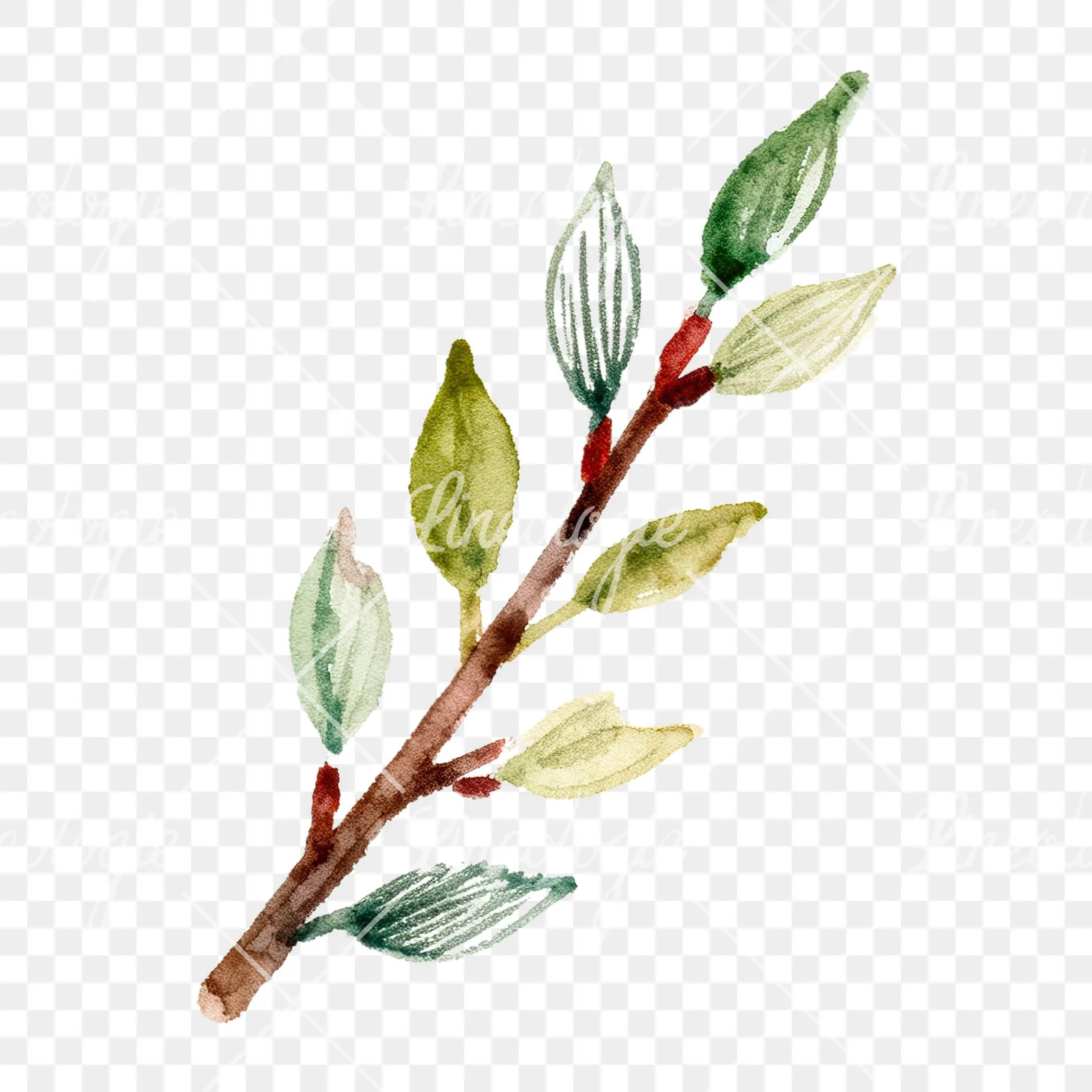 Watercolor cherry branch clipart 3 of 9 on a transparent background (PNG)