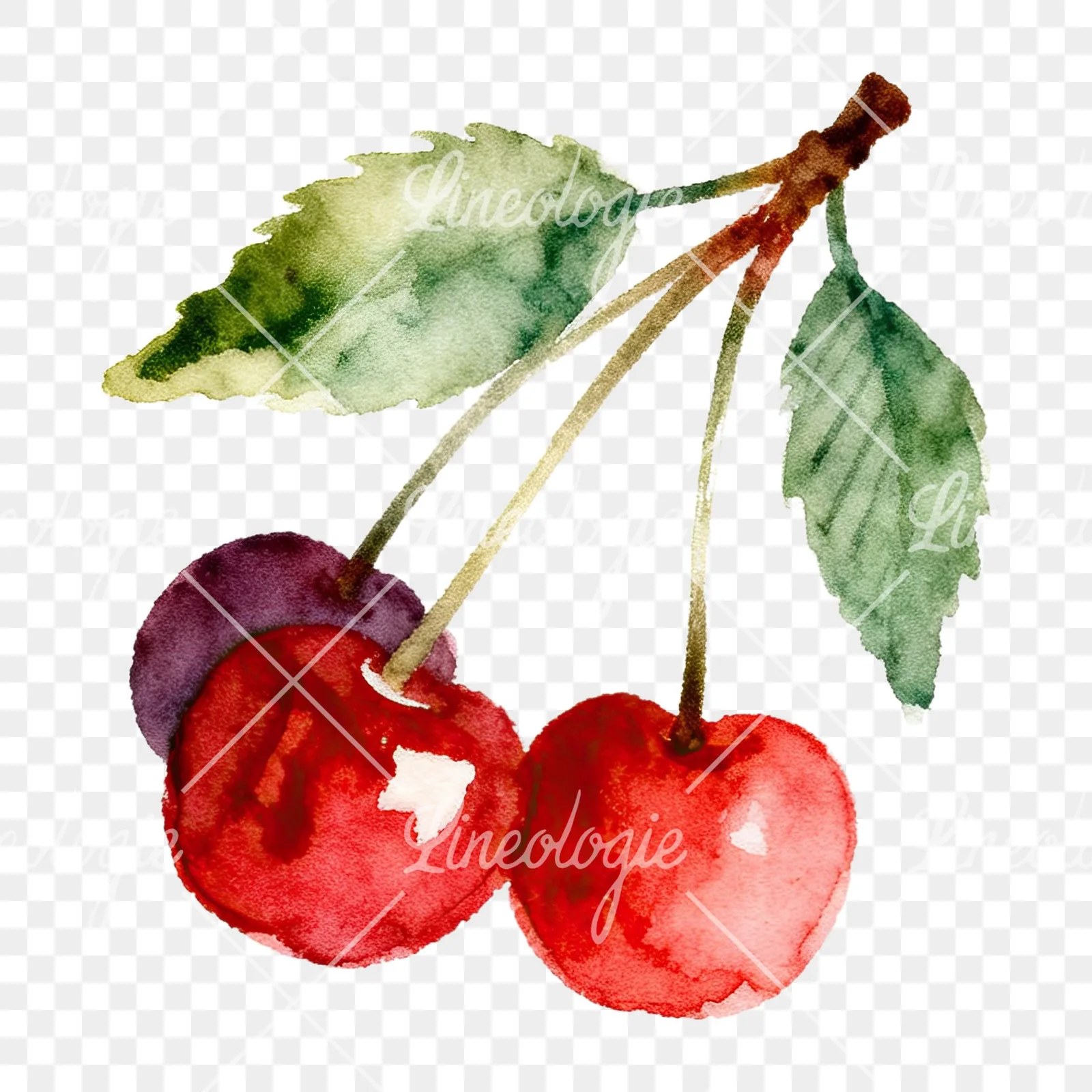 Watercolor cherry branch clipart 4 of 9 on a transparent background (PNG)