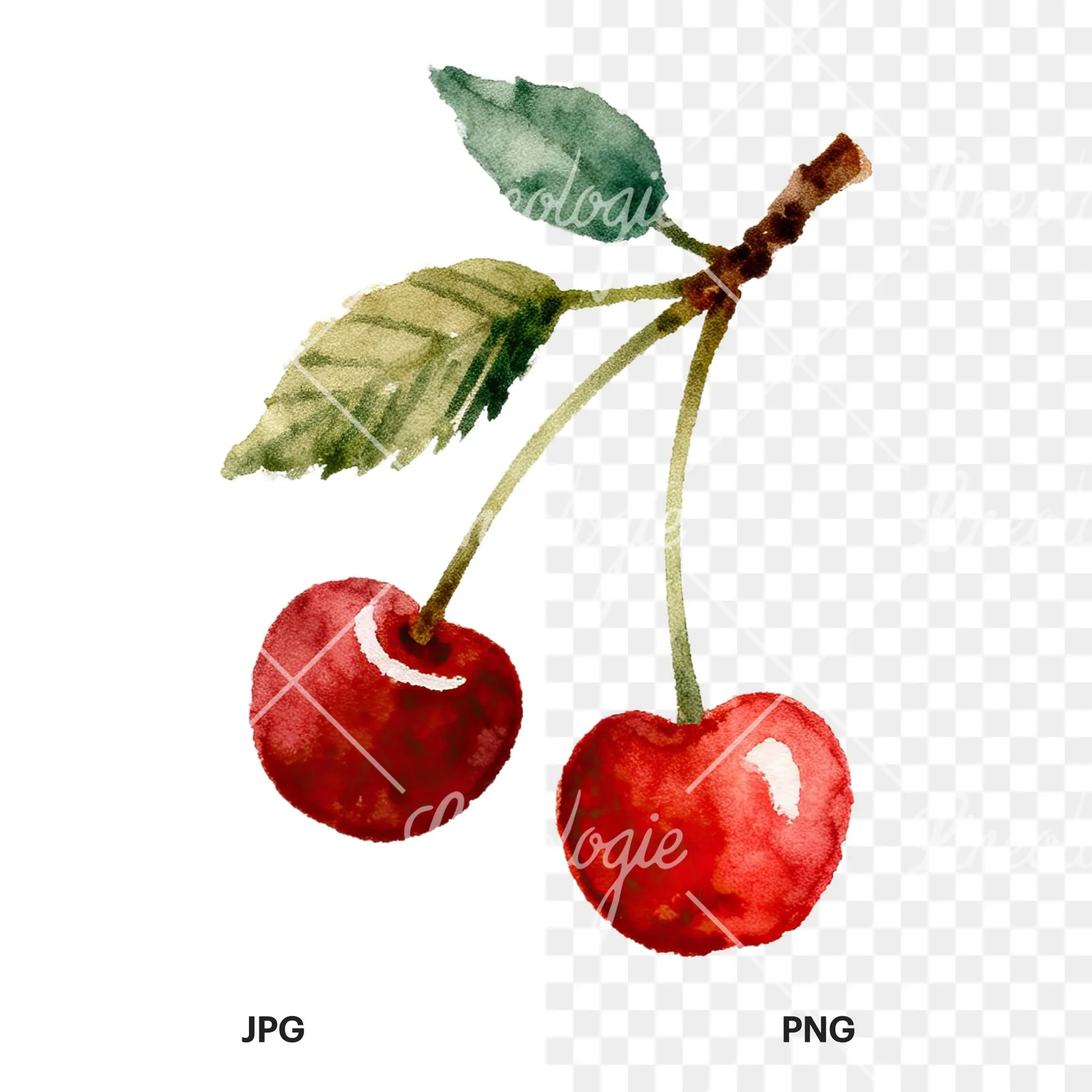 Watercolor cherry branch clipart 5 of 9, as a JPG on white and a transparent PNG
