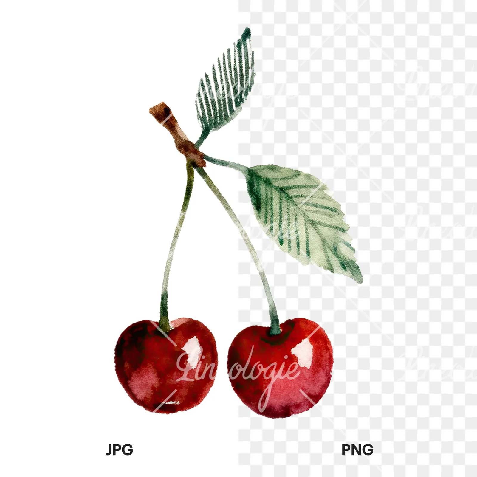 Watercolor cherry branch clipart 6 of 9, as a JPG on white and a transparent PNG