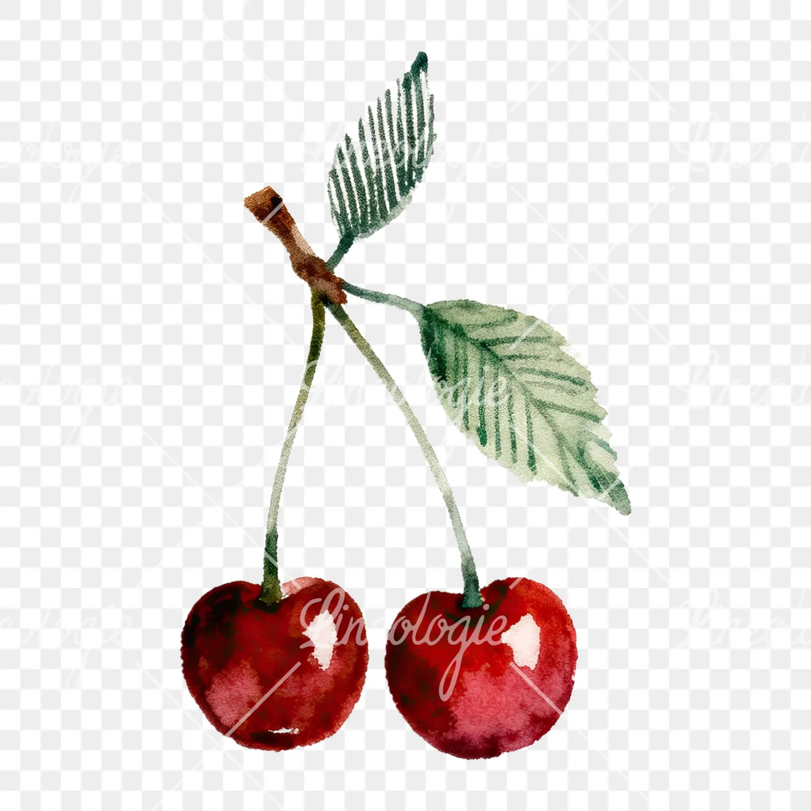 Watercolor cherry branch clipart 6 of 9 on a transparent background (PNG)