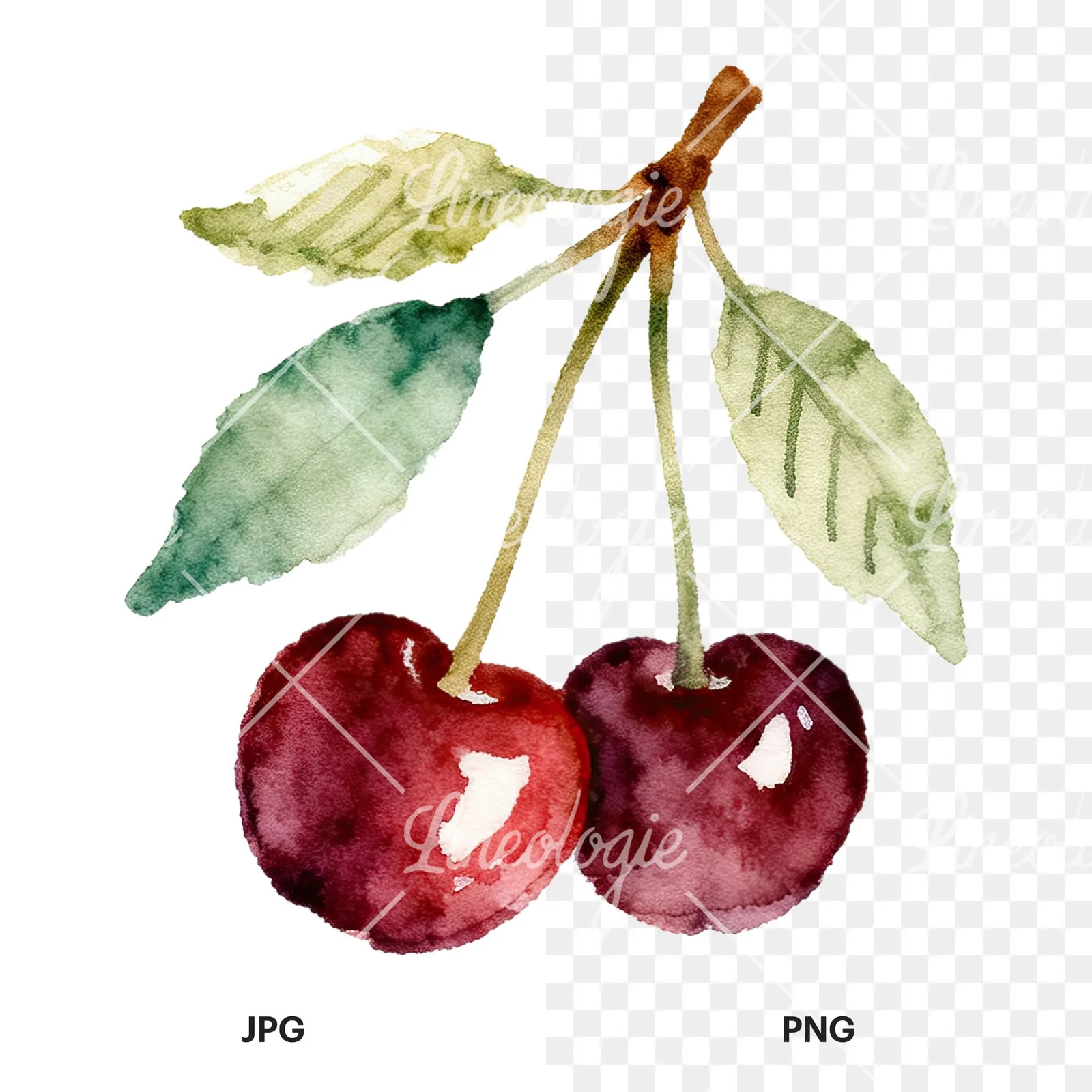 Watercolor cherry branch clipart 7 of 9, as a JPG on white and a transparent PNG