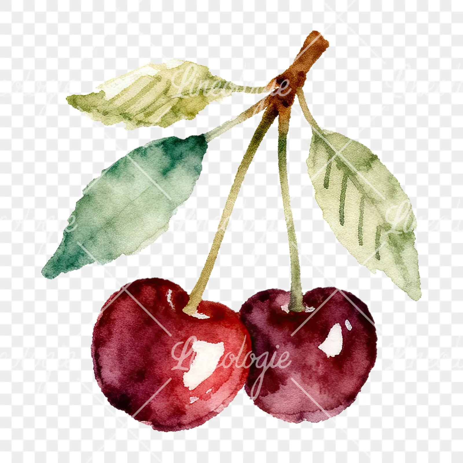 Watercolor cherry branch clipart 7 of 9 on a transparent background (PNG)