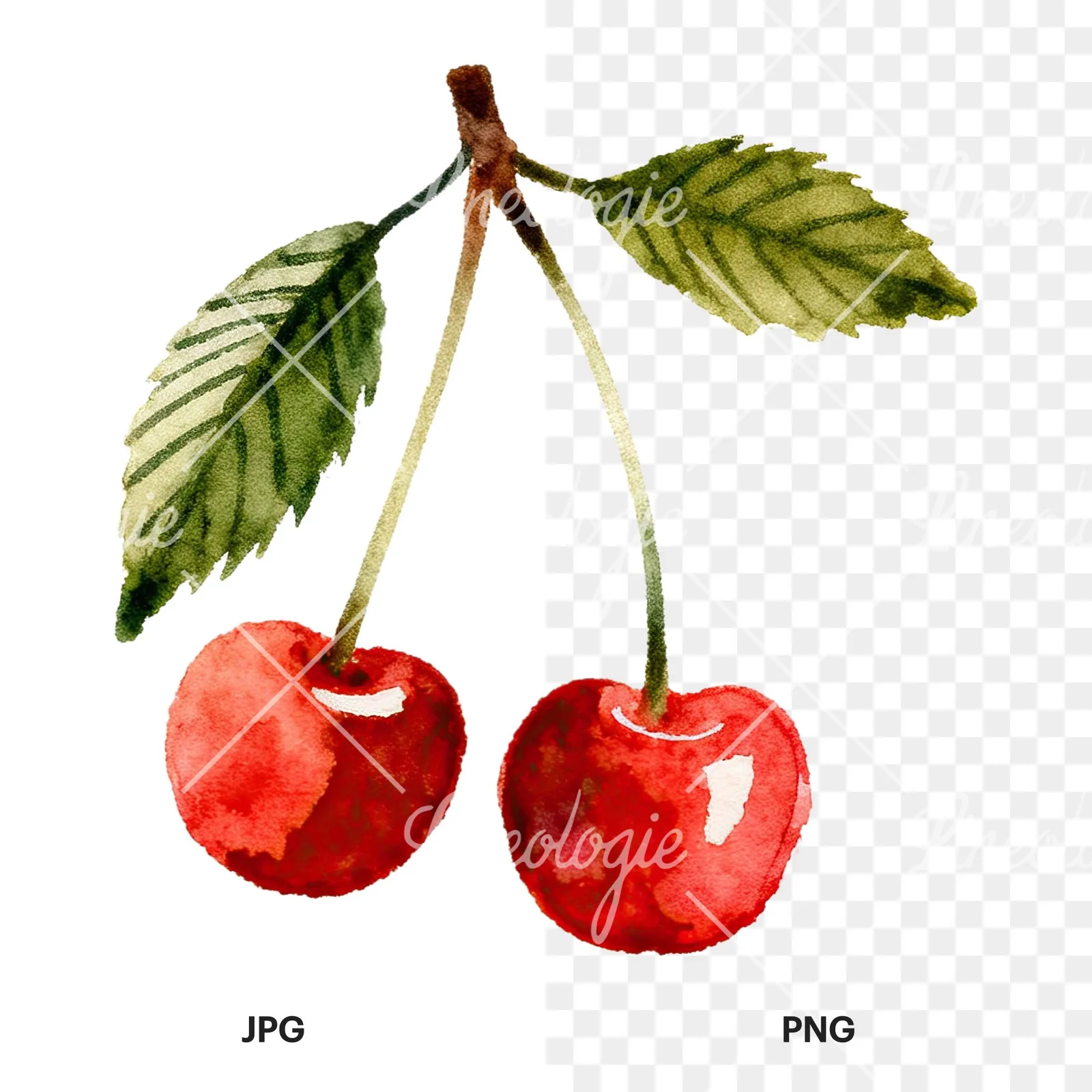 Watercolor cherry branch clipart 8 of 9, as a JPG on white and a transparent PNG