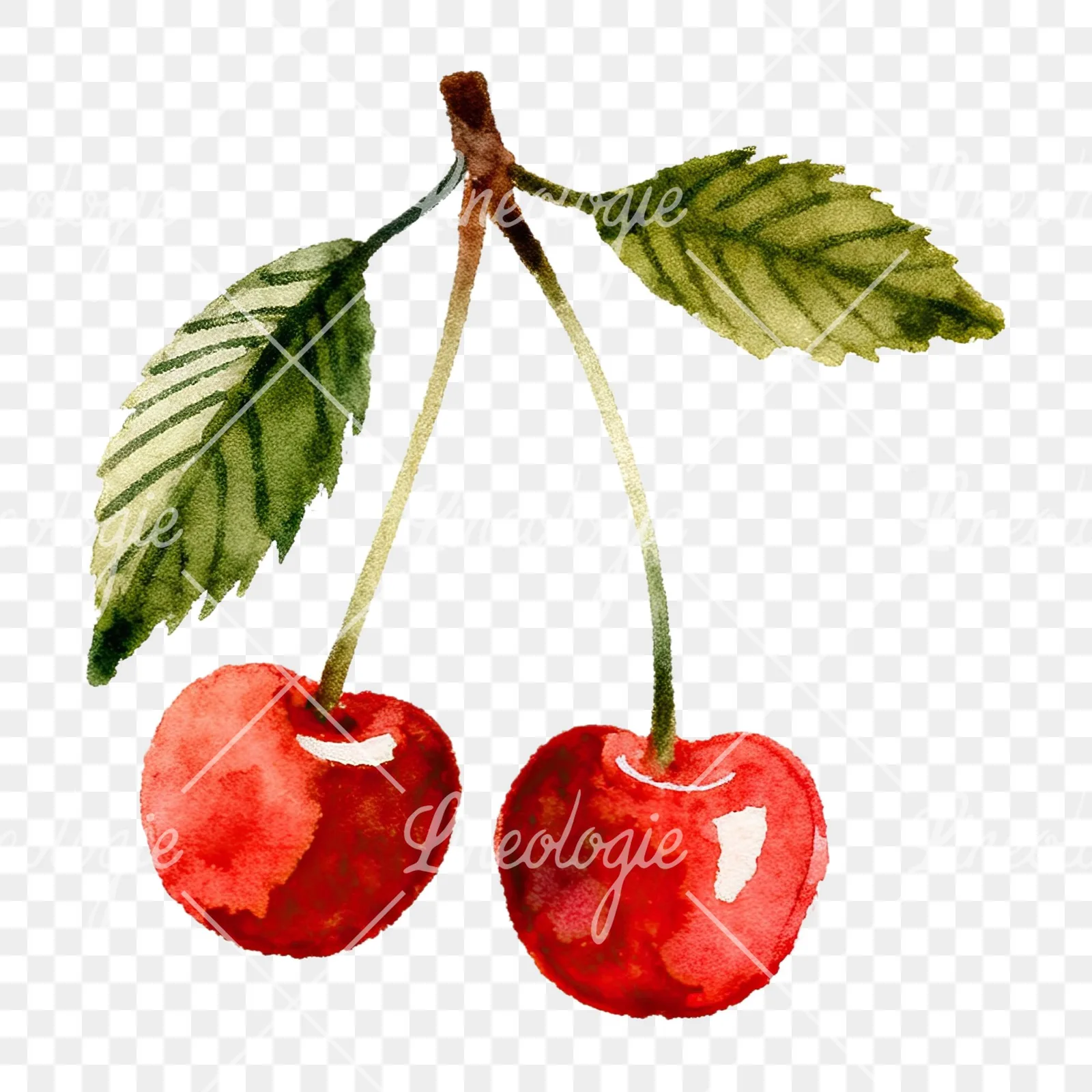 Watercolor cherry branch clipart 8 of 9 on a transparent background (PNG)