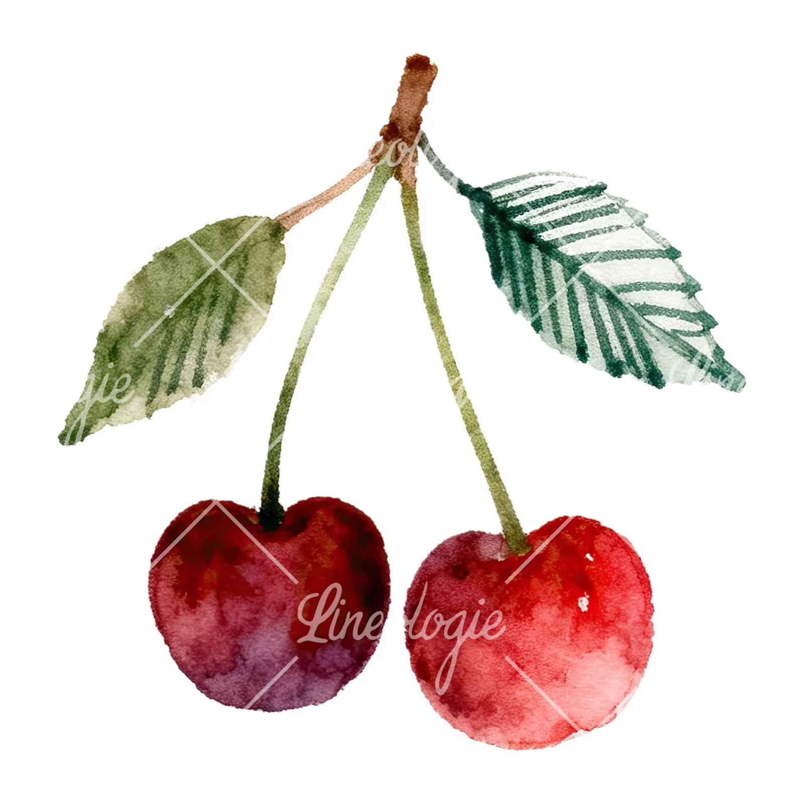 Watercolor cherry branch clipart 9 of 9 on a white background (JPG)