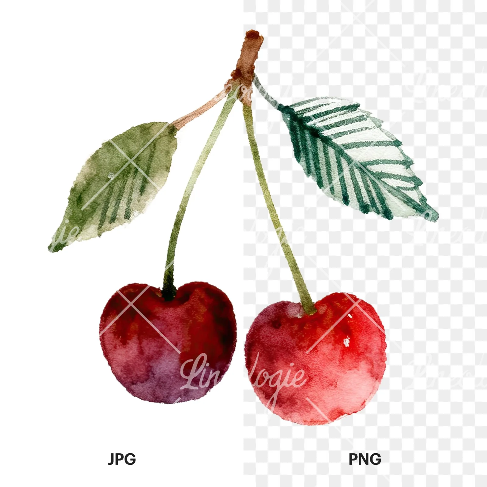 Watercolor cherry branch clipart 9 of 9, as a JPG on white and a transparent PNG