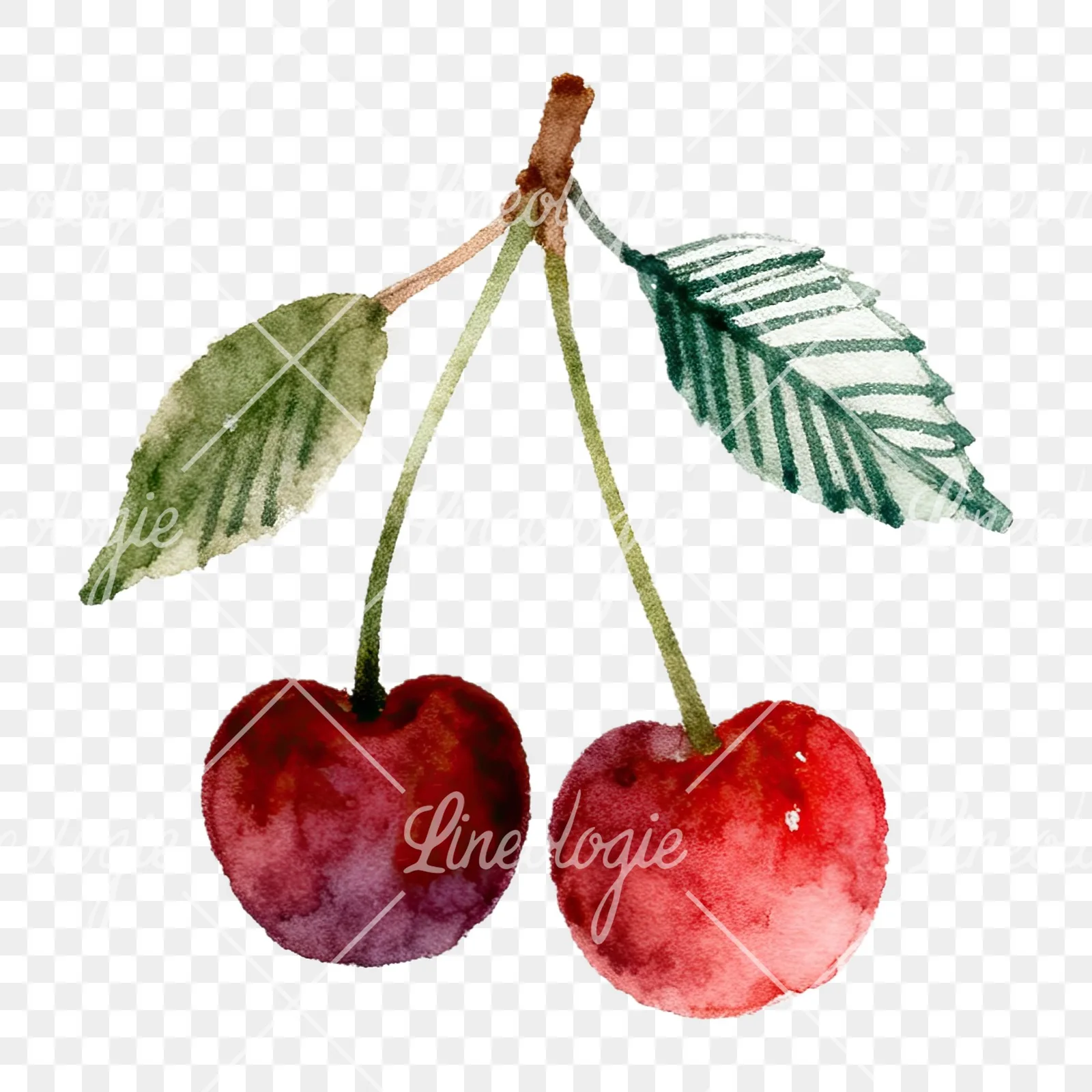Watercolor cherry branch clipart 9 of 9 on a transparent background (PNG)