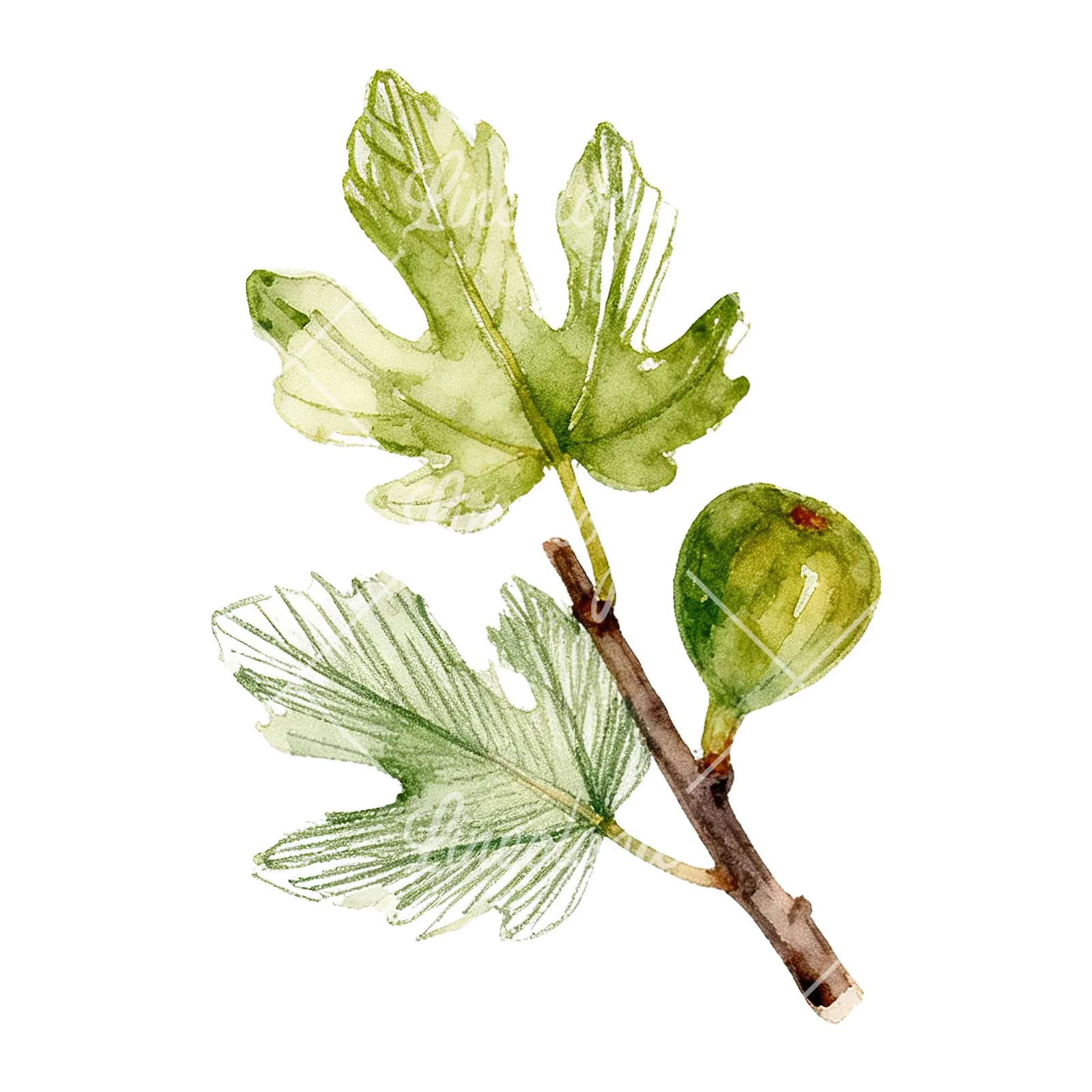 Watercolor fig branch with halved figs clipart 1 of 9 on a white background (JPG)