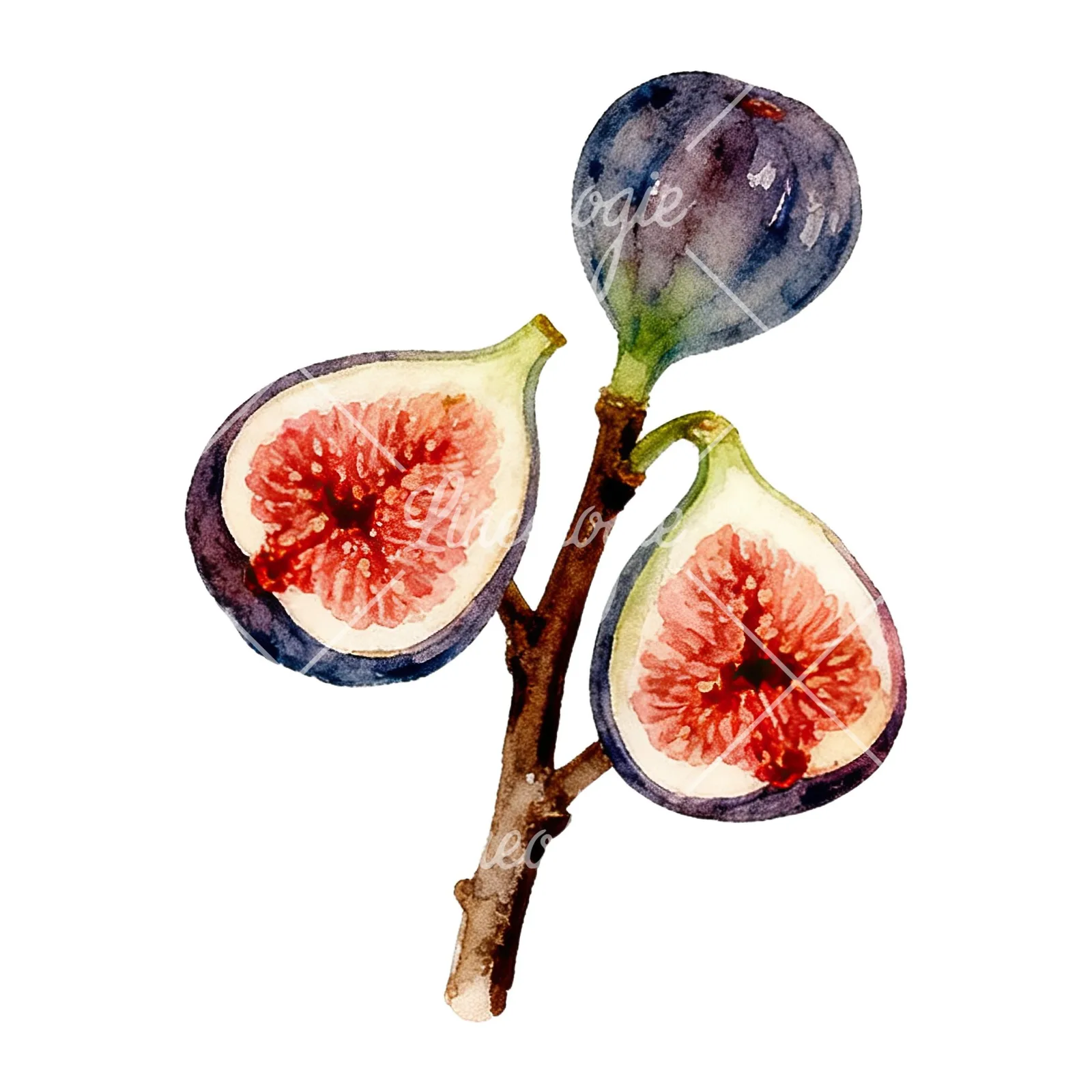 Watercolor fig branch with halved figs clipart 2 of 9 on a white background (JPG)
