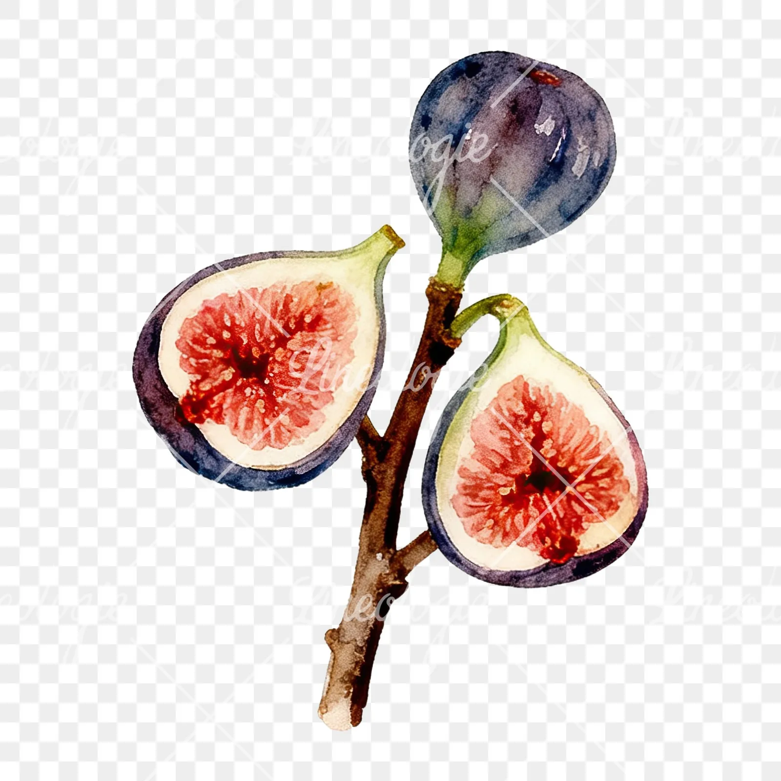 Watercolor fig branch with halved figs clipart 2 of 9 on a transparent background (PNG)