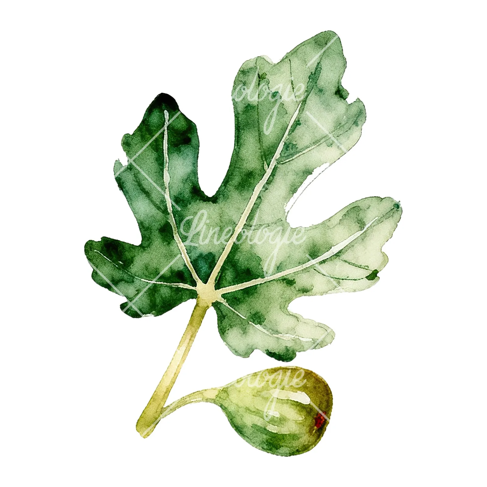 Watercolor fig branch with halved figs clipart 3 of 9 on a white background (JPG)