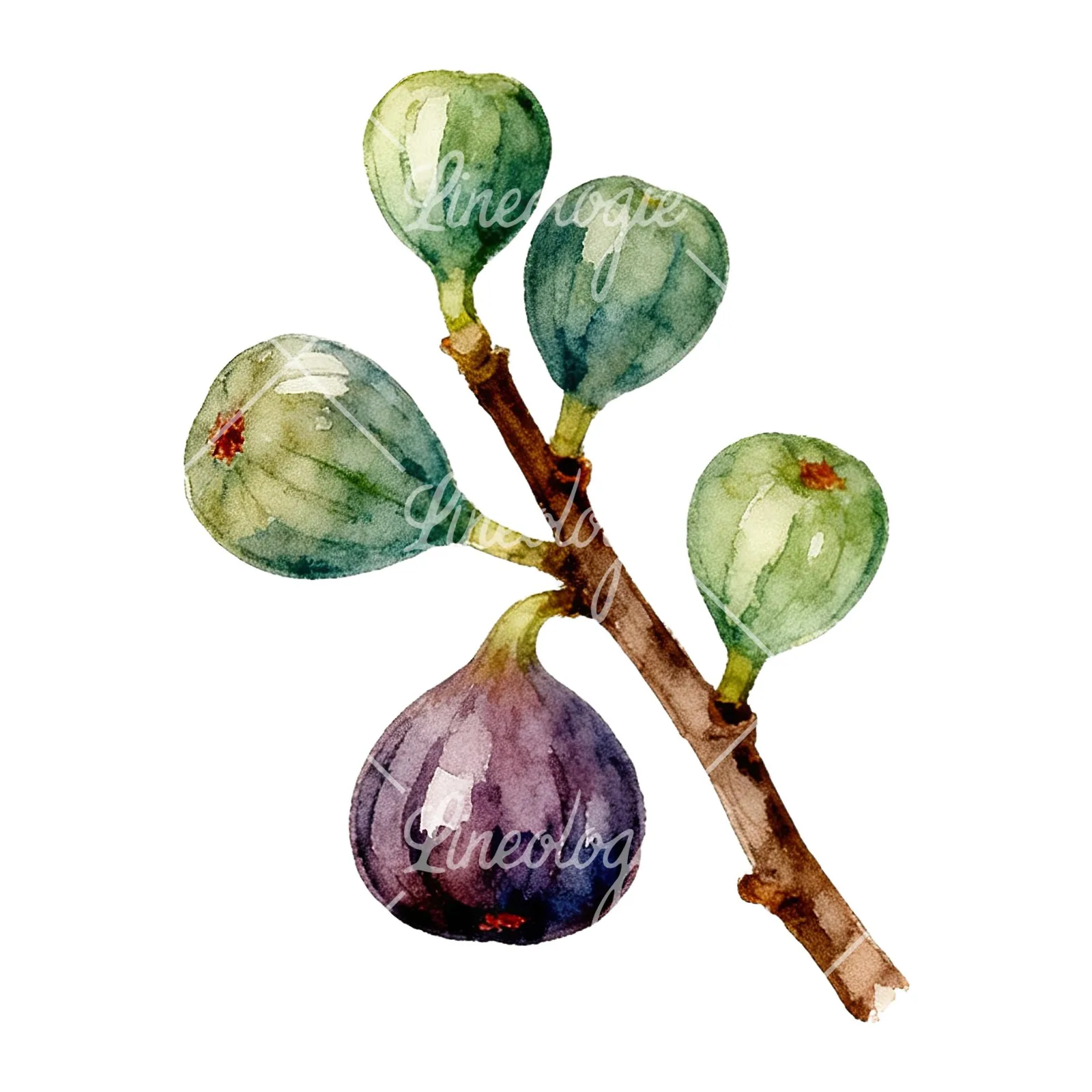 Watercolor fig branch with halved figs clipart 4 of 9 on a white background (JPG)