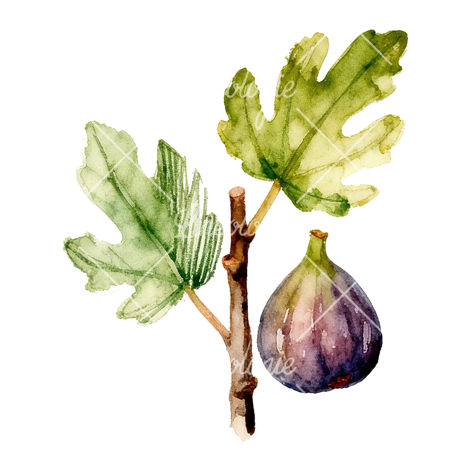Watercolor fig branch with halved figs clipart 5 of 9 on a white background (JPG)