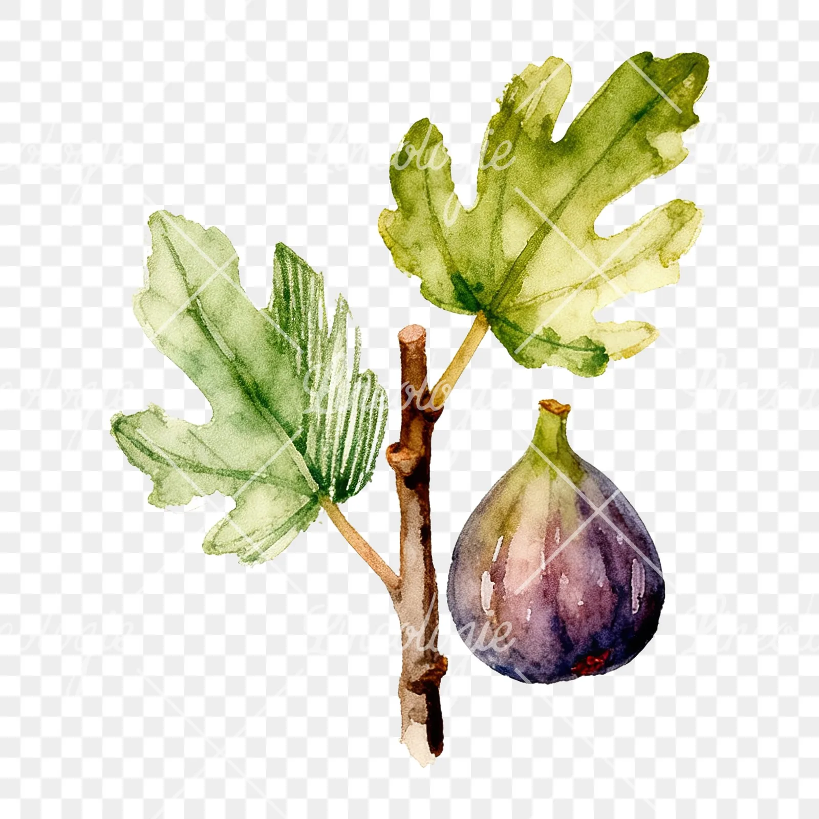 Watercolor fig branch with halved figs clipart 5 of 9 on a transparent background (PNG)