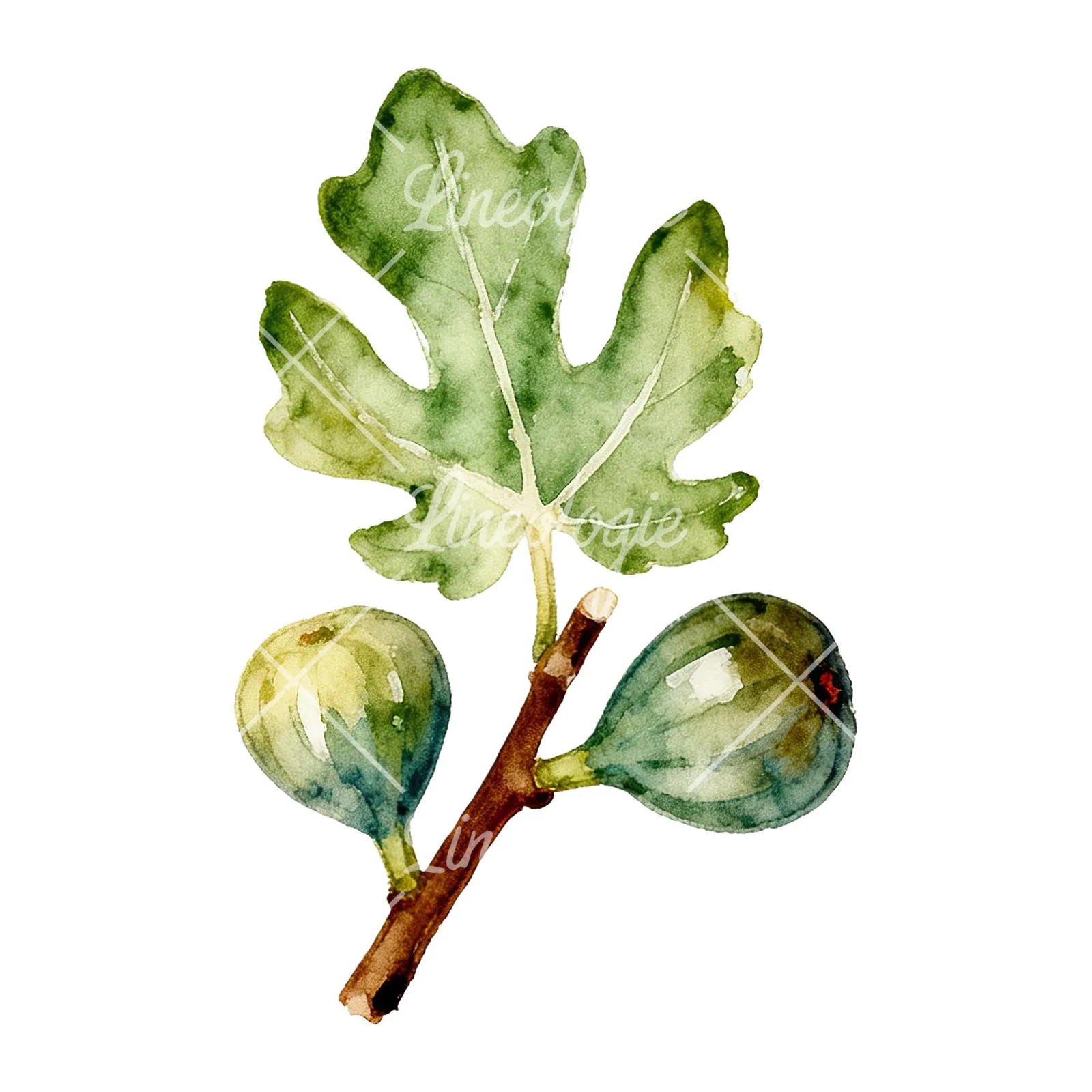 Watercolor fig branch with halved figs clipart 6 of 9 on a white background (JPG)