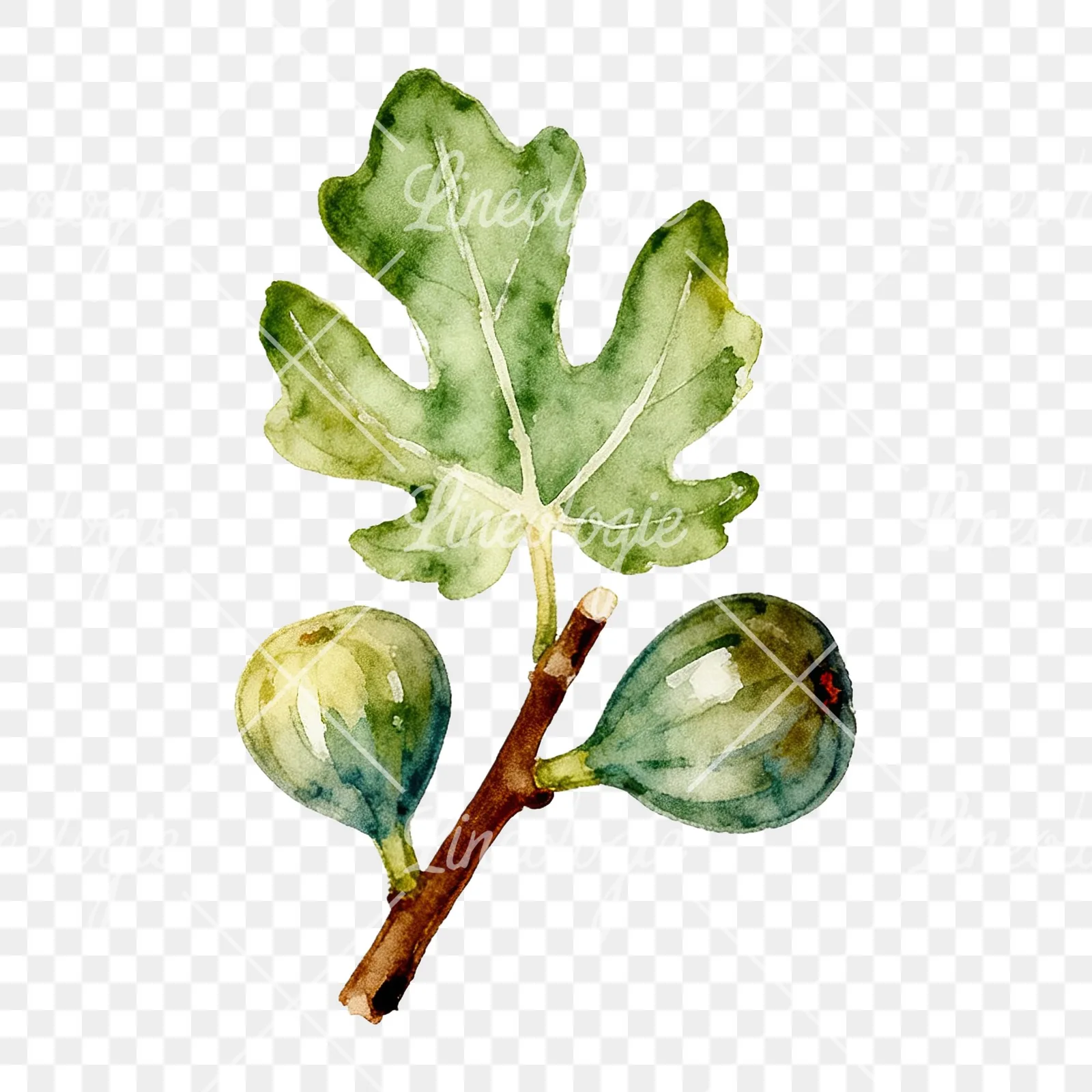 Watercolor fig branch with halved figs clipart 6 of 9 on a transparent background (PNG)