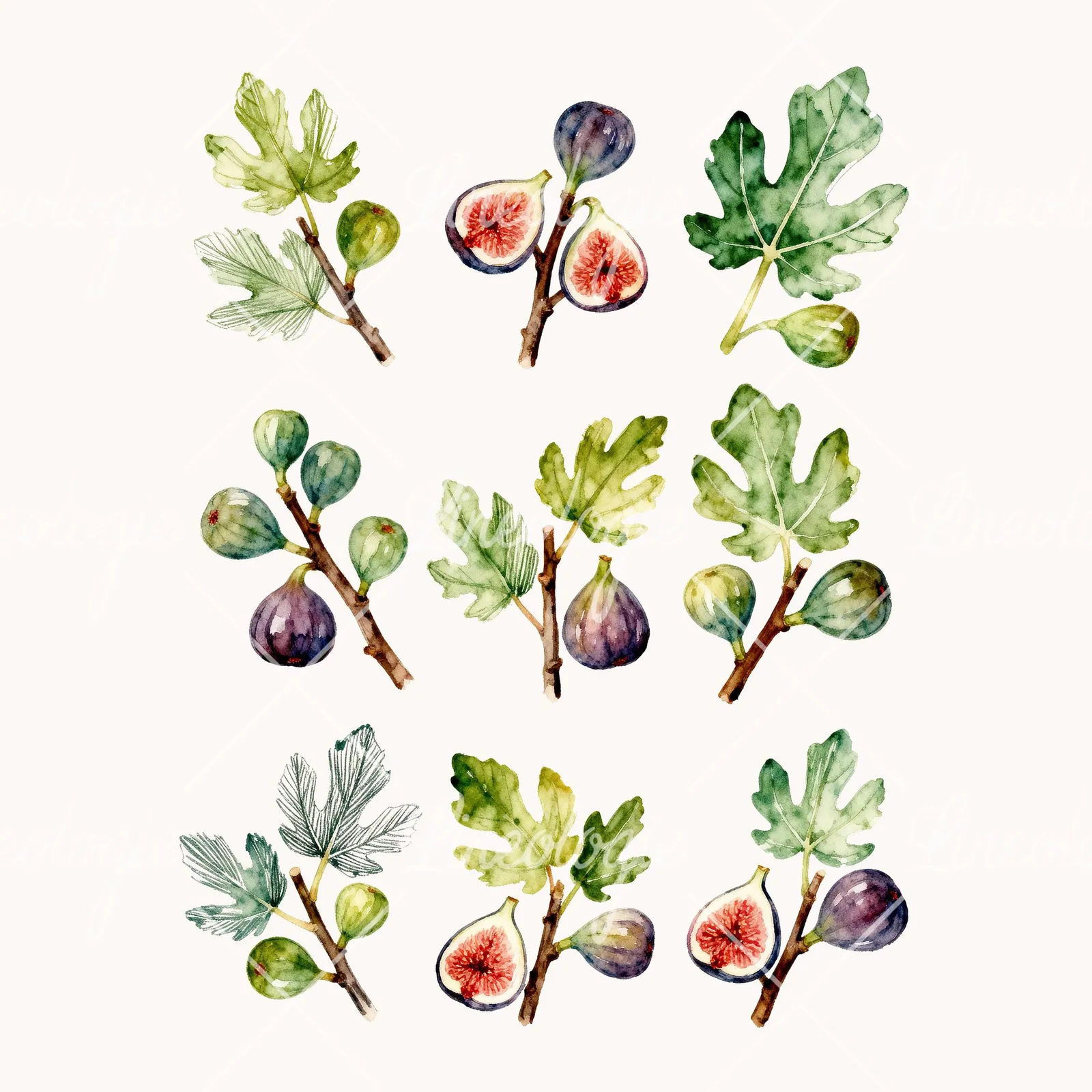 Watercolor Fig Branch with Halved Figs Clipart, all 9 illustrations in the pack