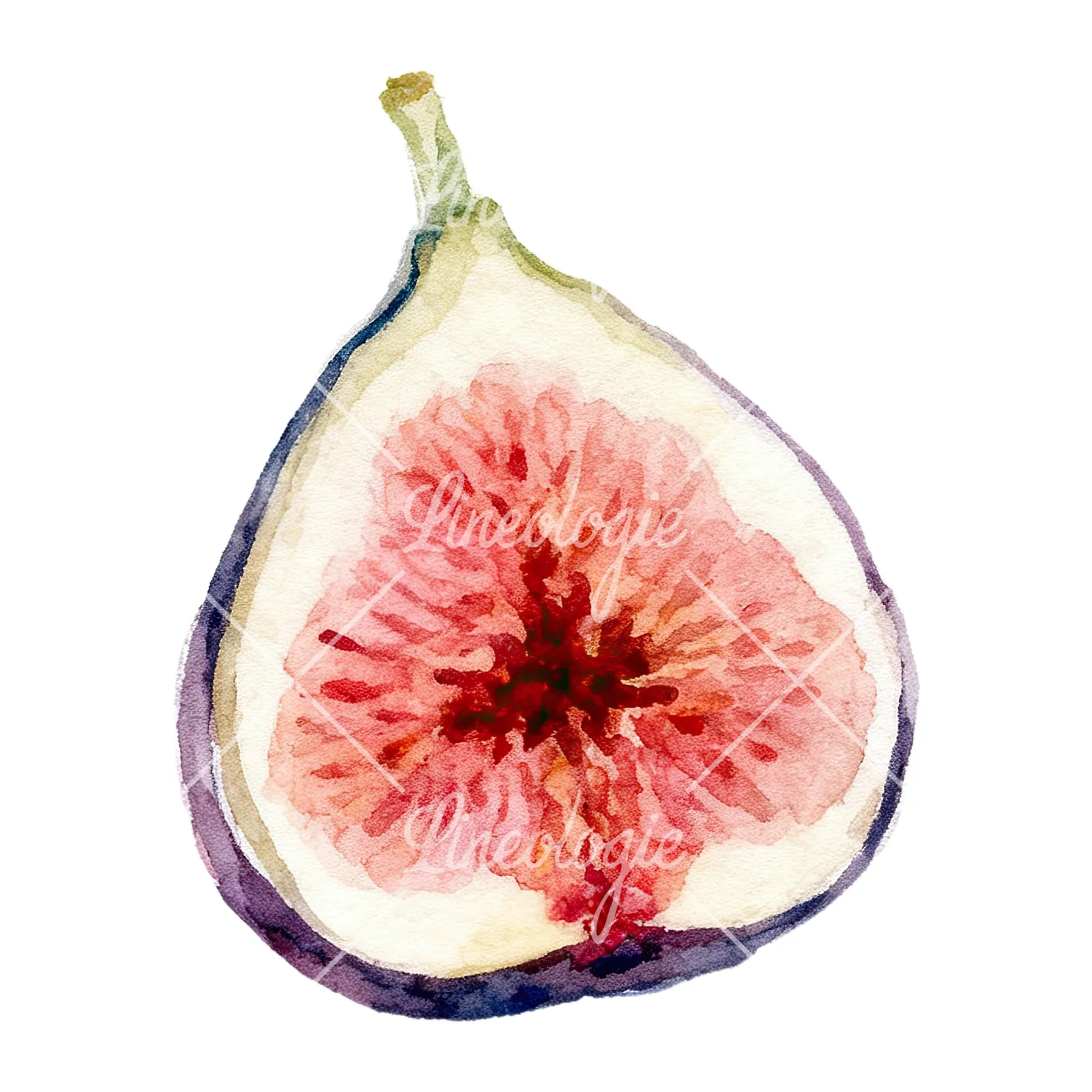 Watercolor purple and green fig clipart 1 of 9 on a white background (JPG)