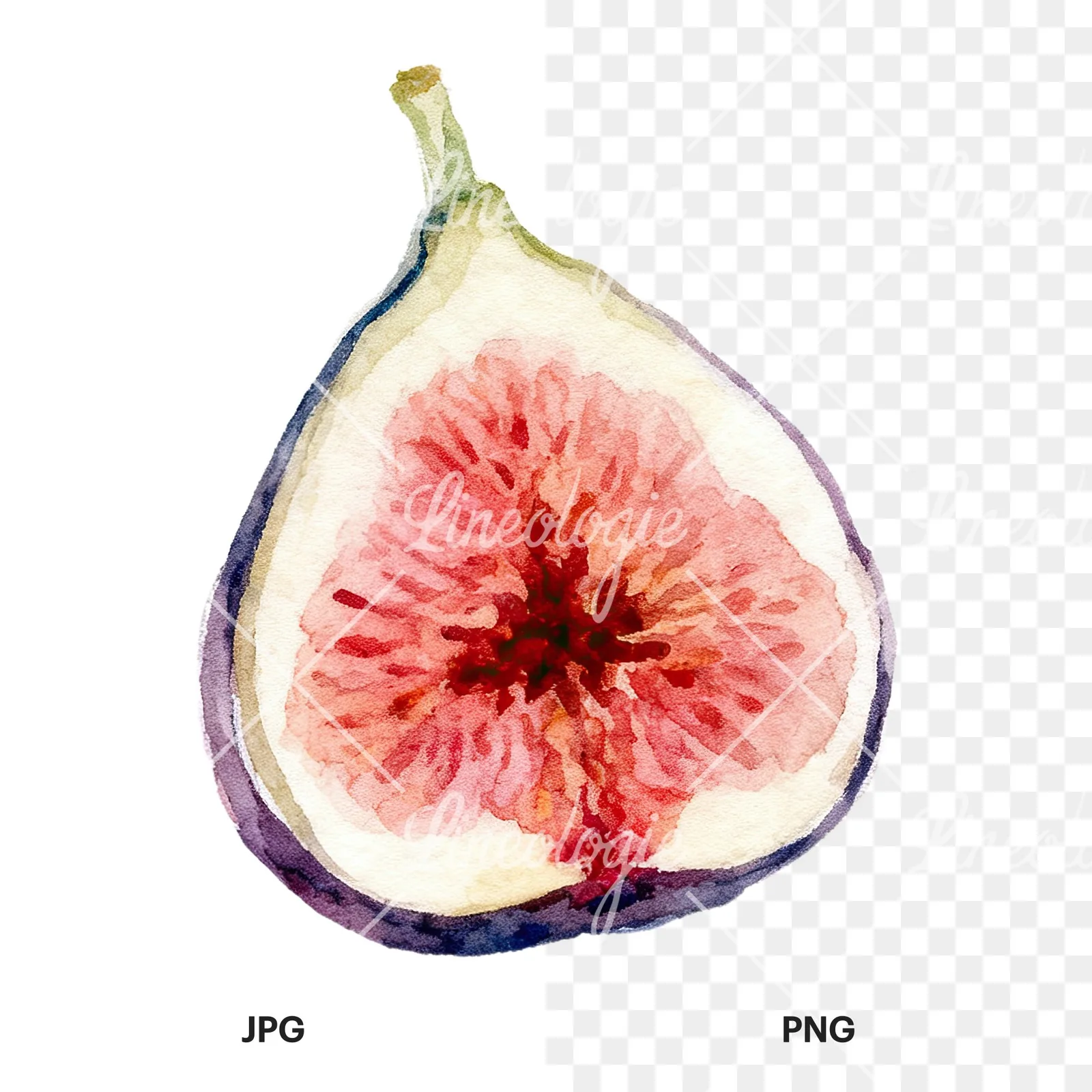 Watercolor purple and green fig clipart 1 of 9, as a JPG on white and a transparent PNG