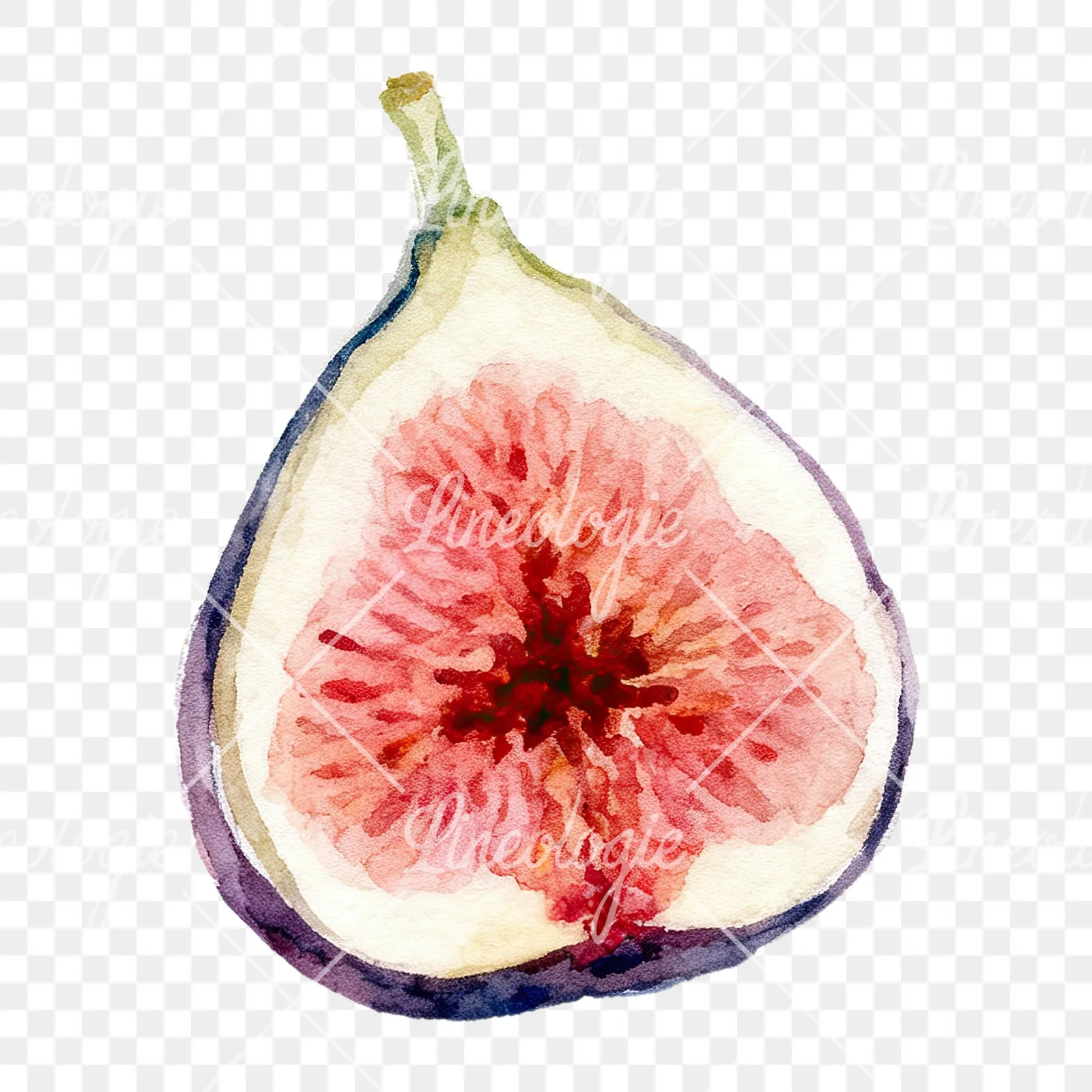 Watercolor purple and green fig clipart 1 of 9 on a transparent background (PNG)