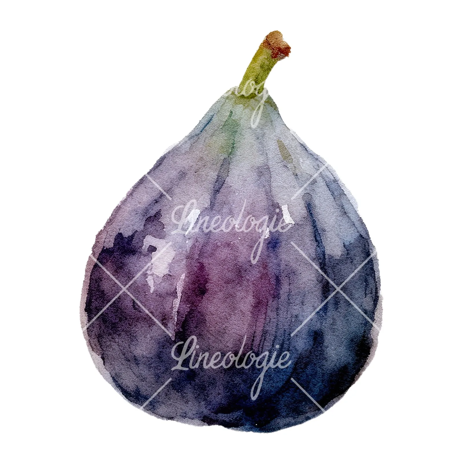 Watercolor purple and green fig clipart 2 of 9 on a white background (JPG)