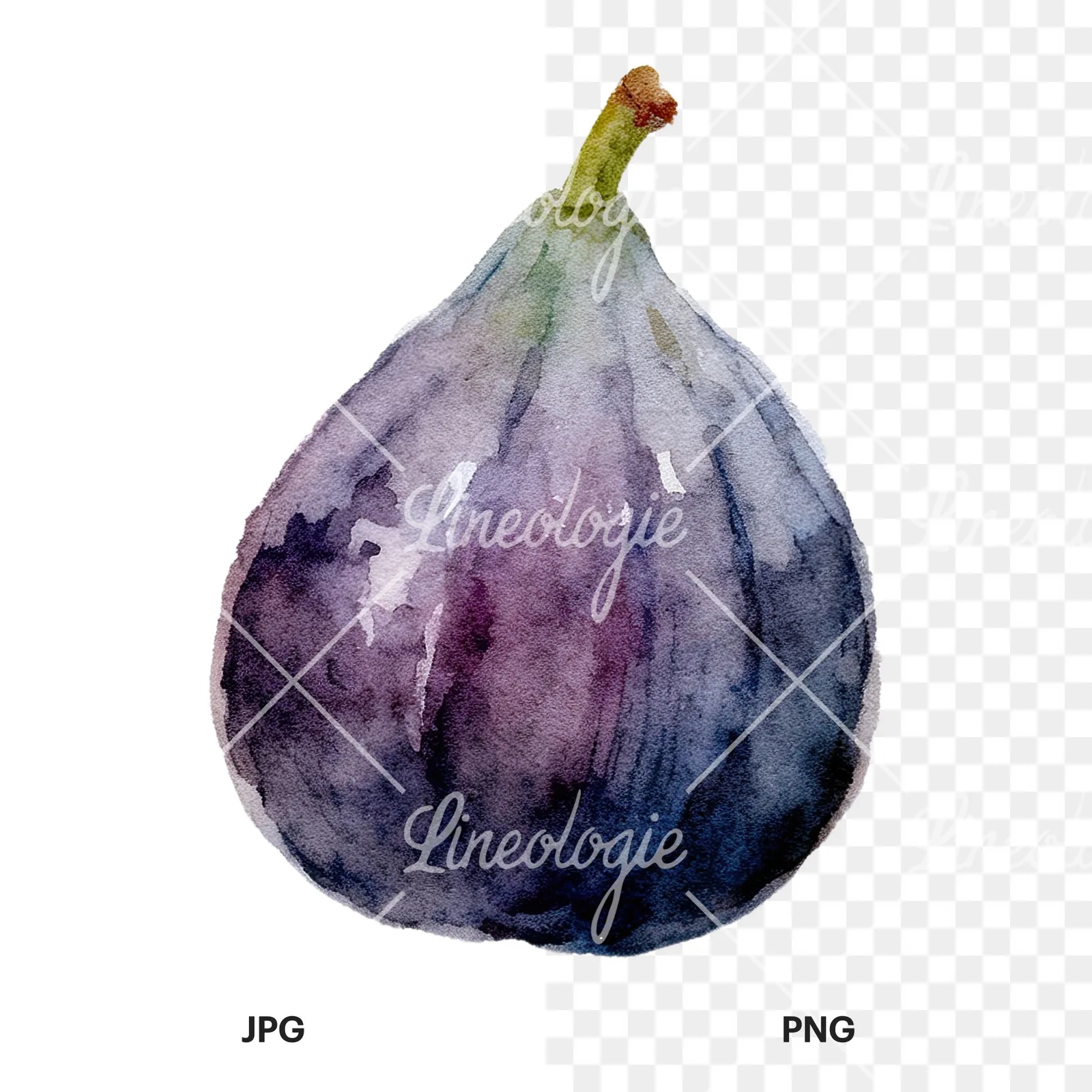 Watercolor purple and green fig clipart 2 of 9, as a JPG on white and a transparent PNG