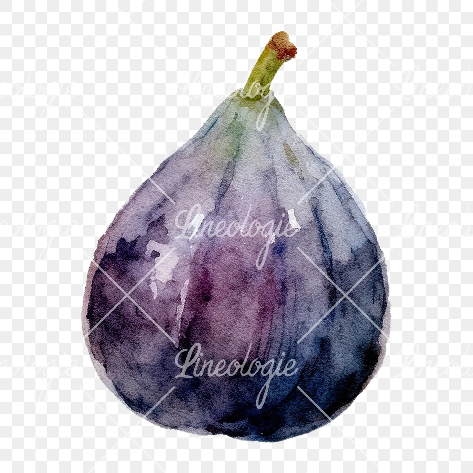 Watercolor purple and green fig clipart 2 of 9 on a transparent background (PNG)