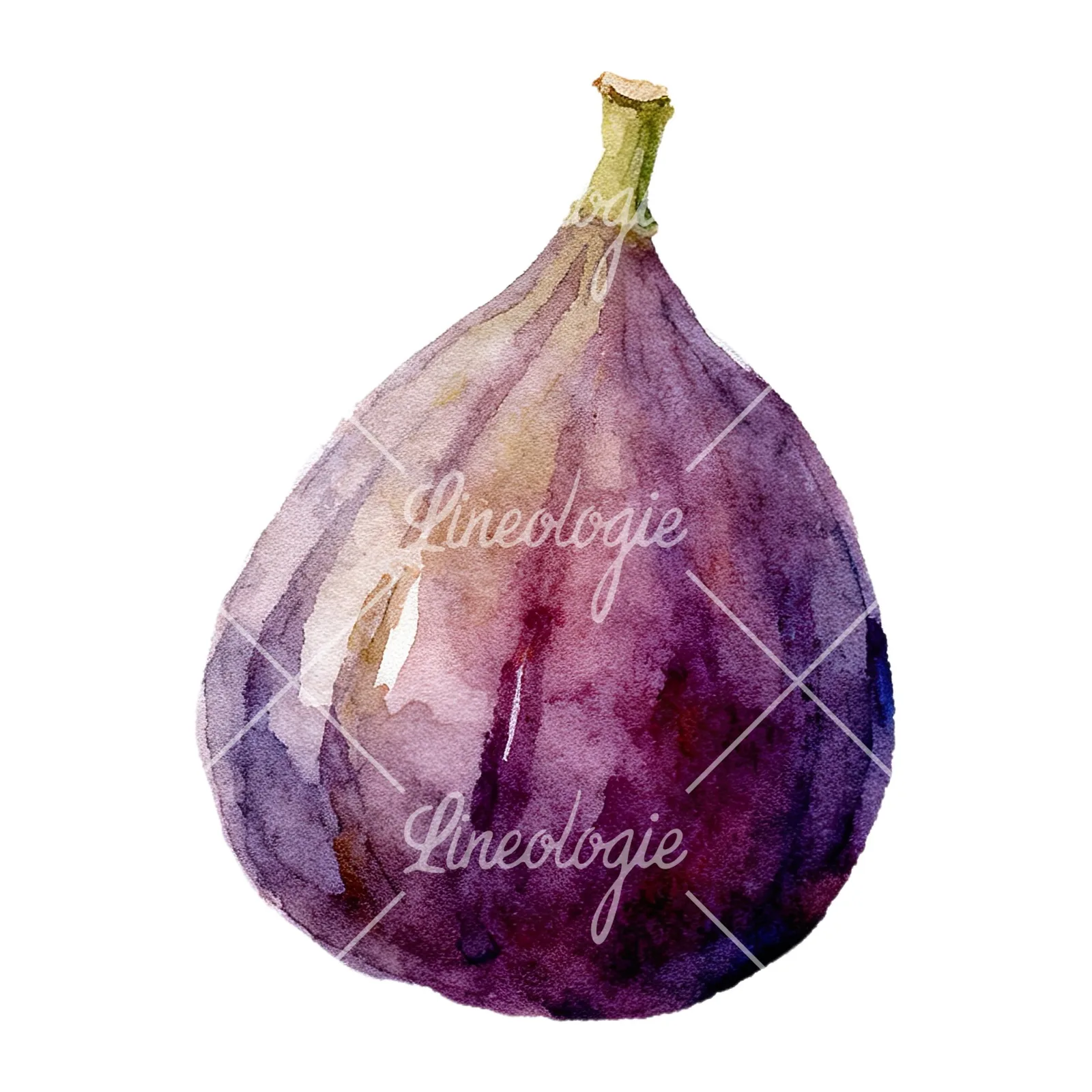 Watercolor purple and green fig clipart 3 of 9 on a white background (JPG)