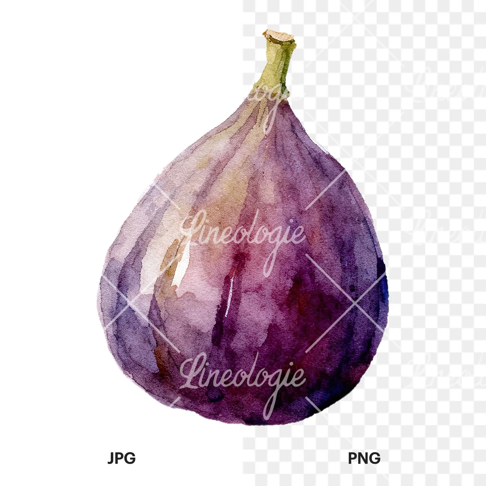 Watercolor purple and green fig clipart 3 of 9, as a JPG on white and a transparent PNG