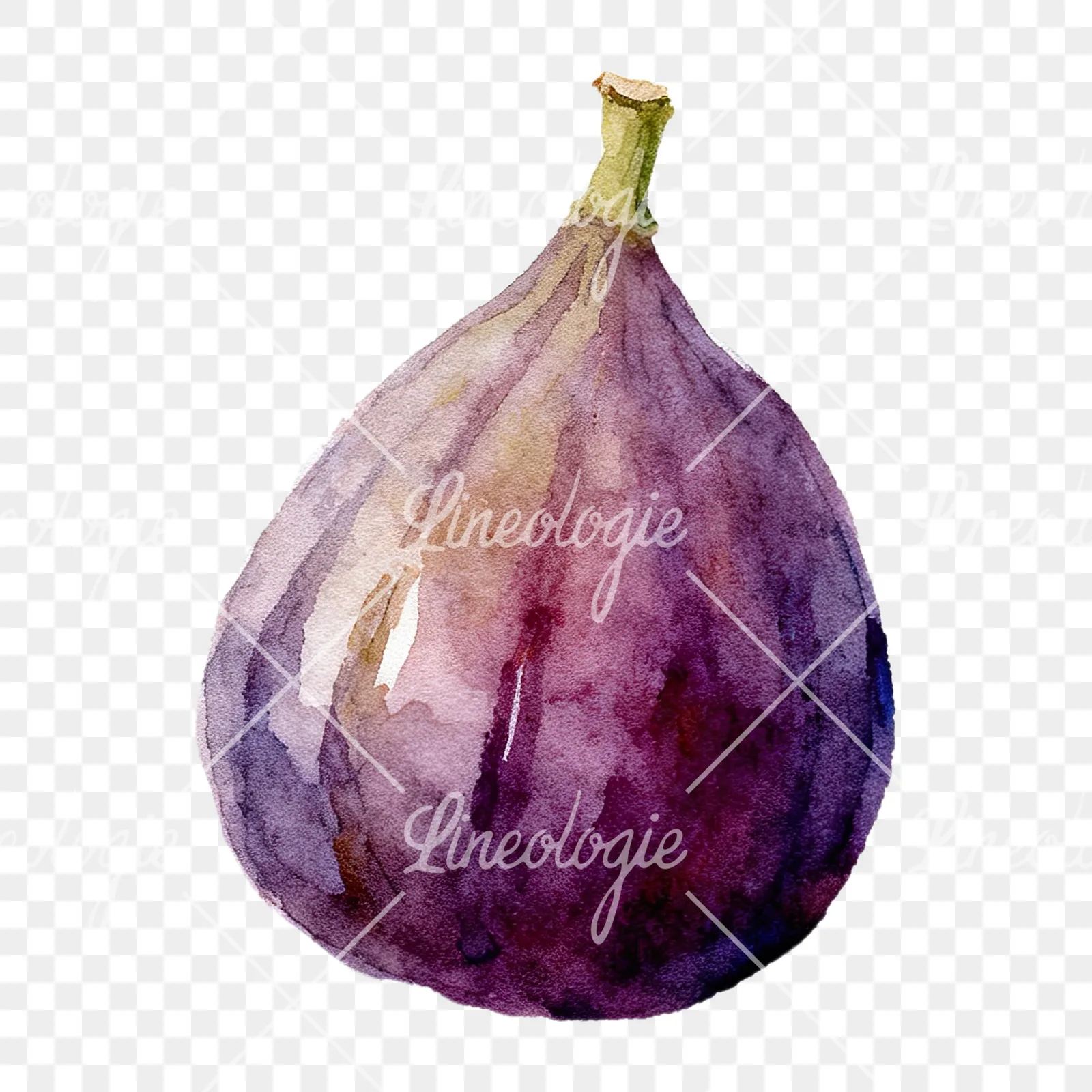 Watercolor purple and green fig clipart 3 of 9 on a transparent background (PNG)