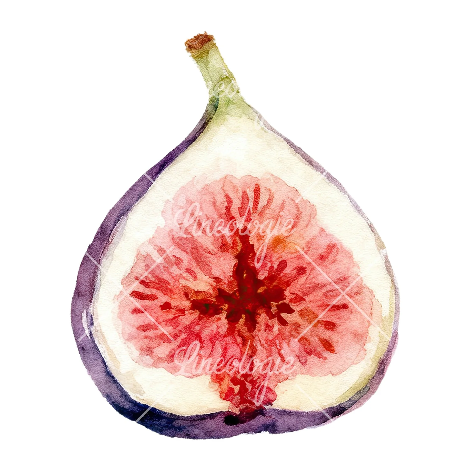 Watercolor purple and green fig clipart 4 of 9 on a white background (JPG)