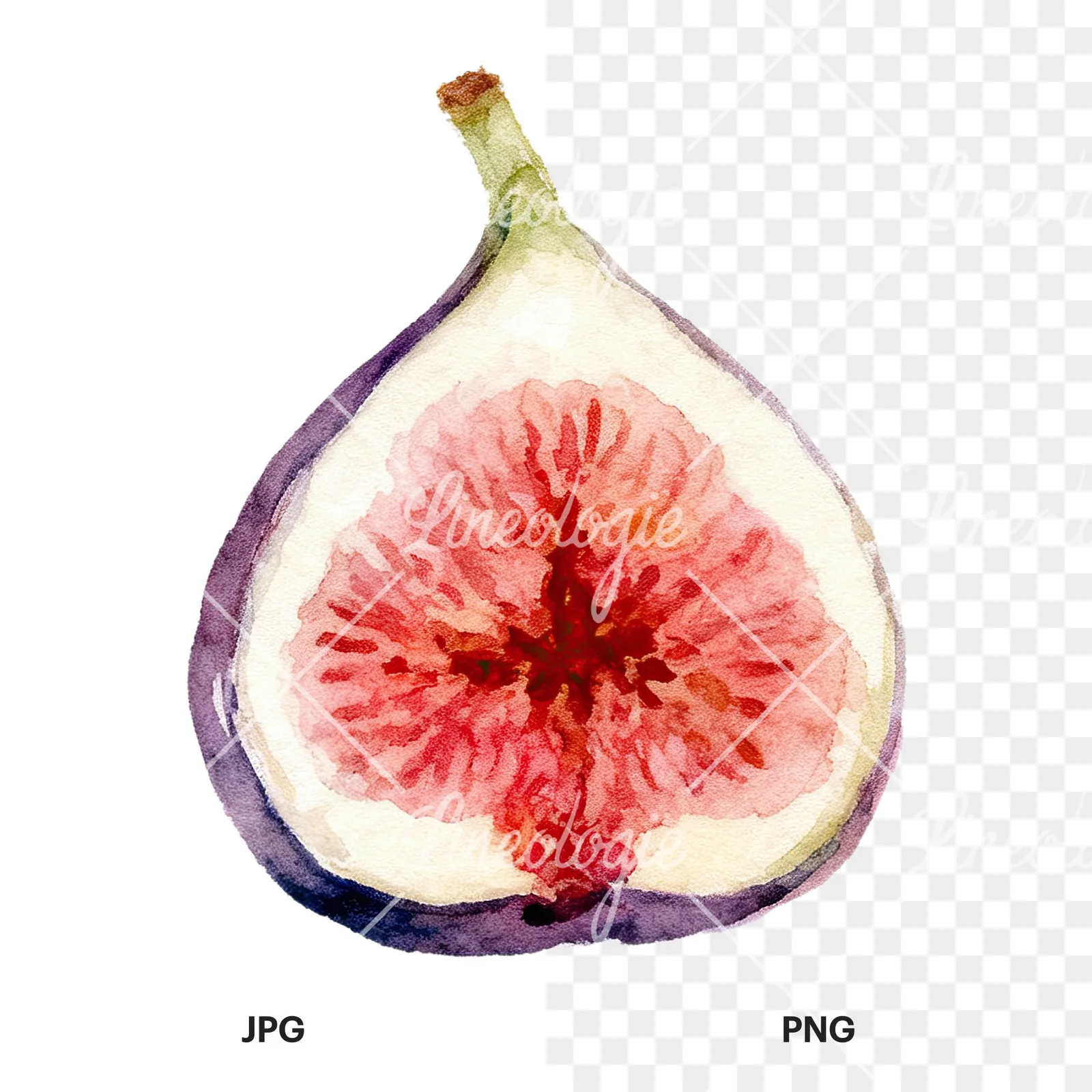 Watercolor purple and green fig clipart 4 of 9, as a JPG on white and a transparent PNG