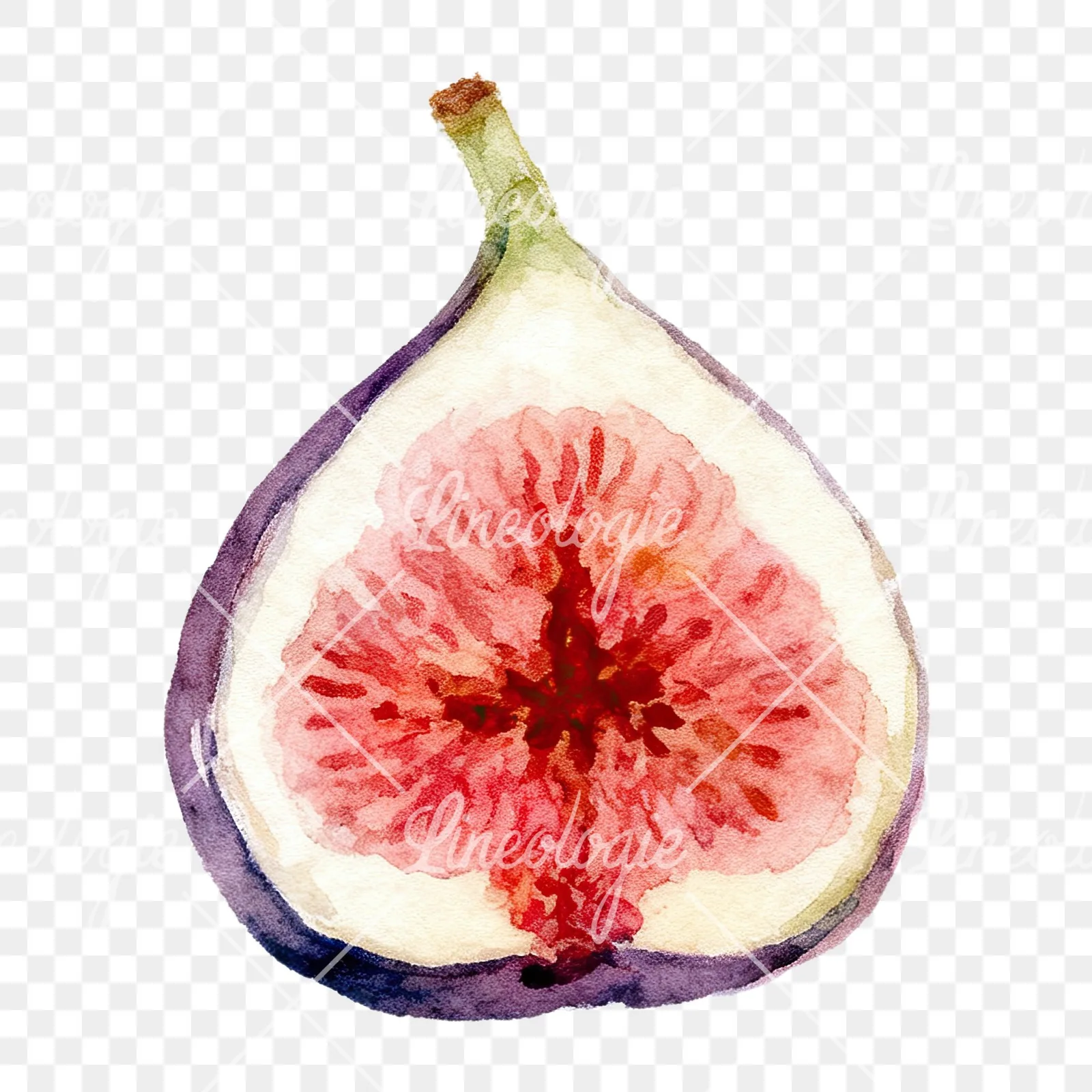 Watercolor purple and green fig clipart 4 of 9 on a transparent background (PNG)